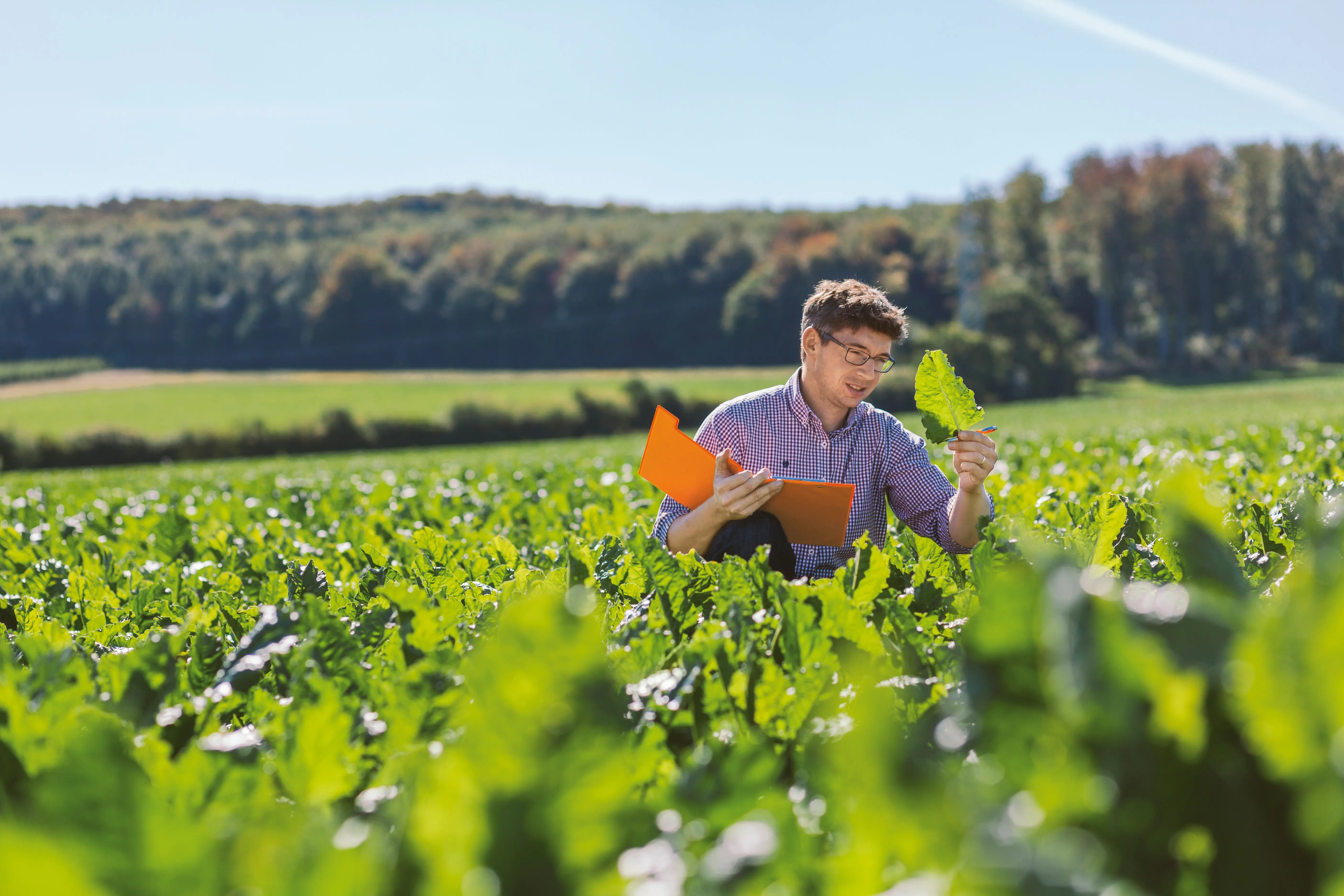 Man on field analysing leaf