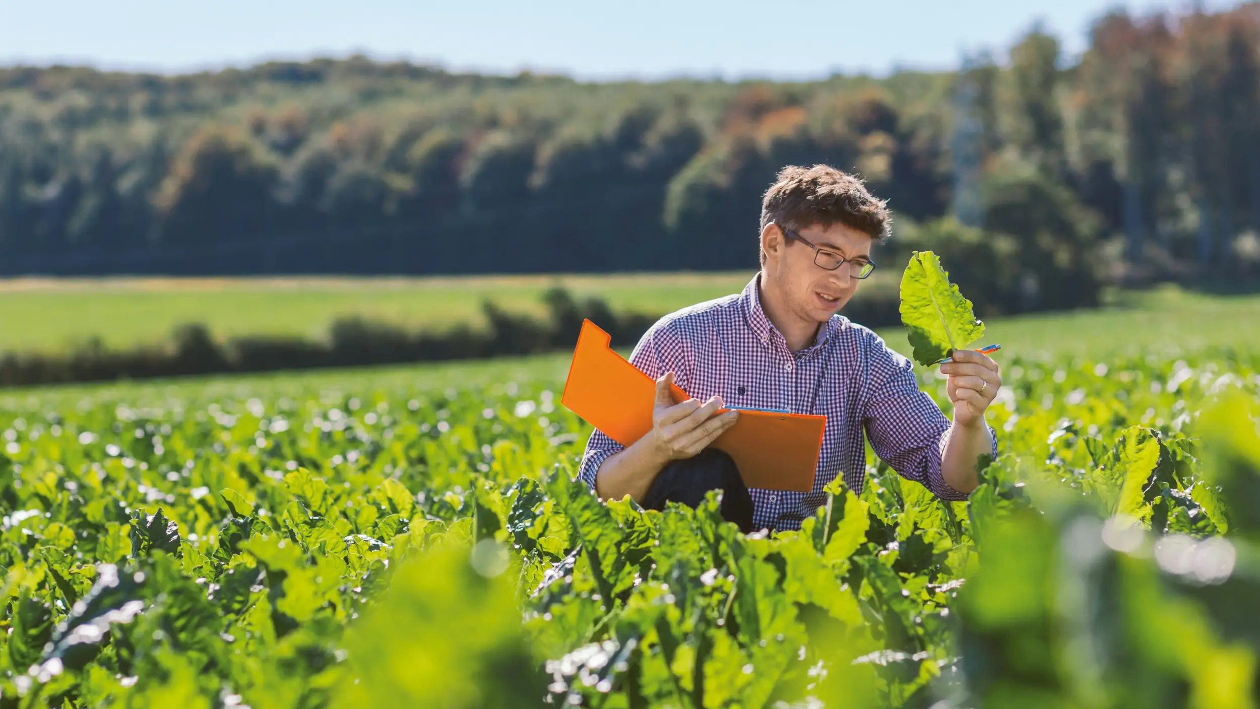 Young farmer examining a beet leaf in a field