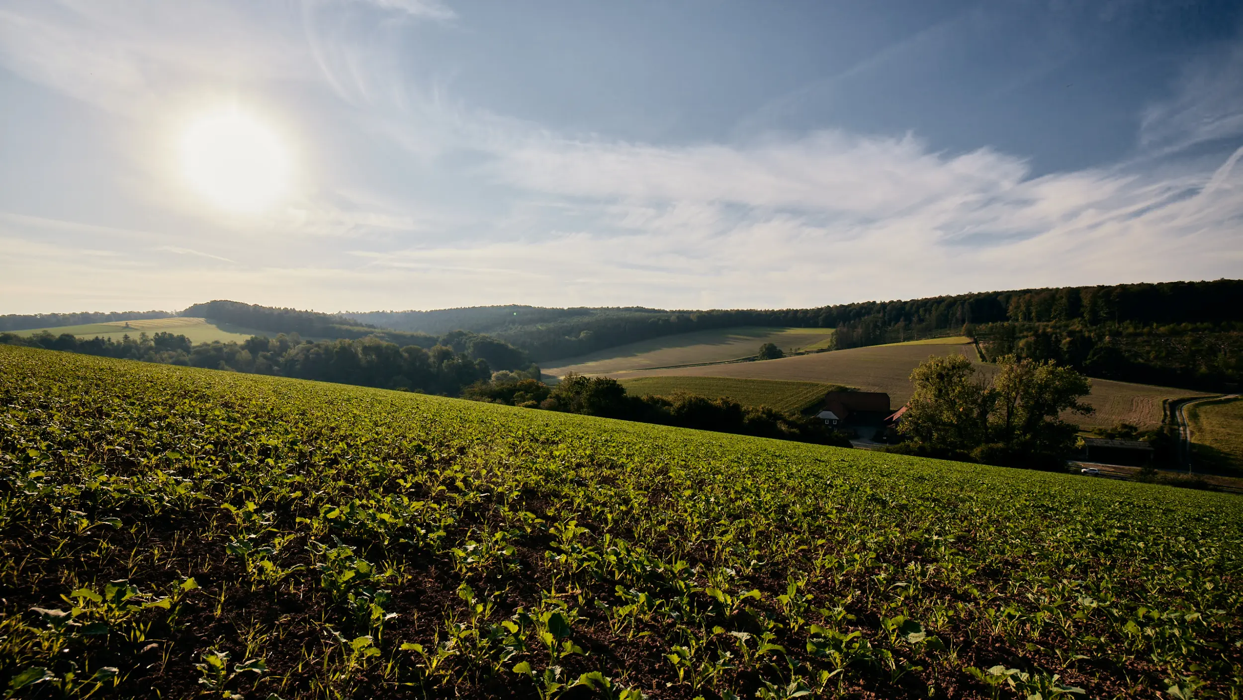 Landscape with fields and various fruits