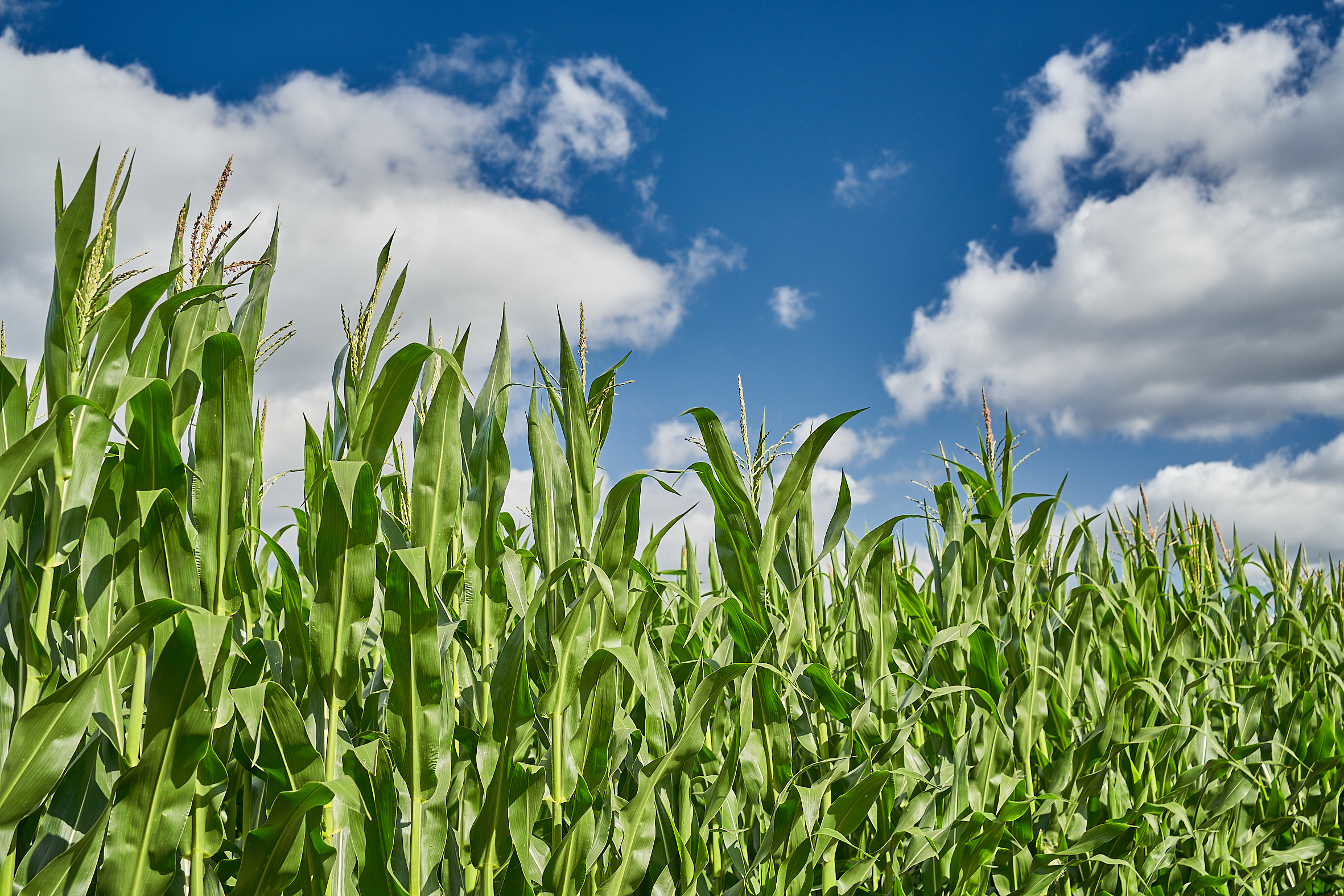 KWS Corn Sustainability Corn4future ears sky