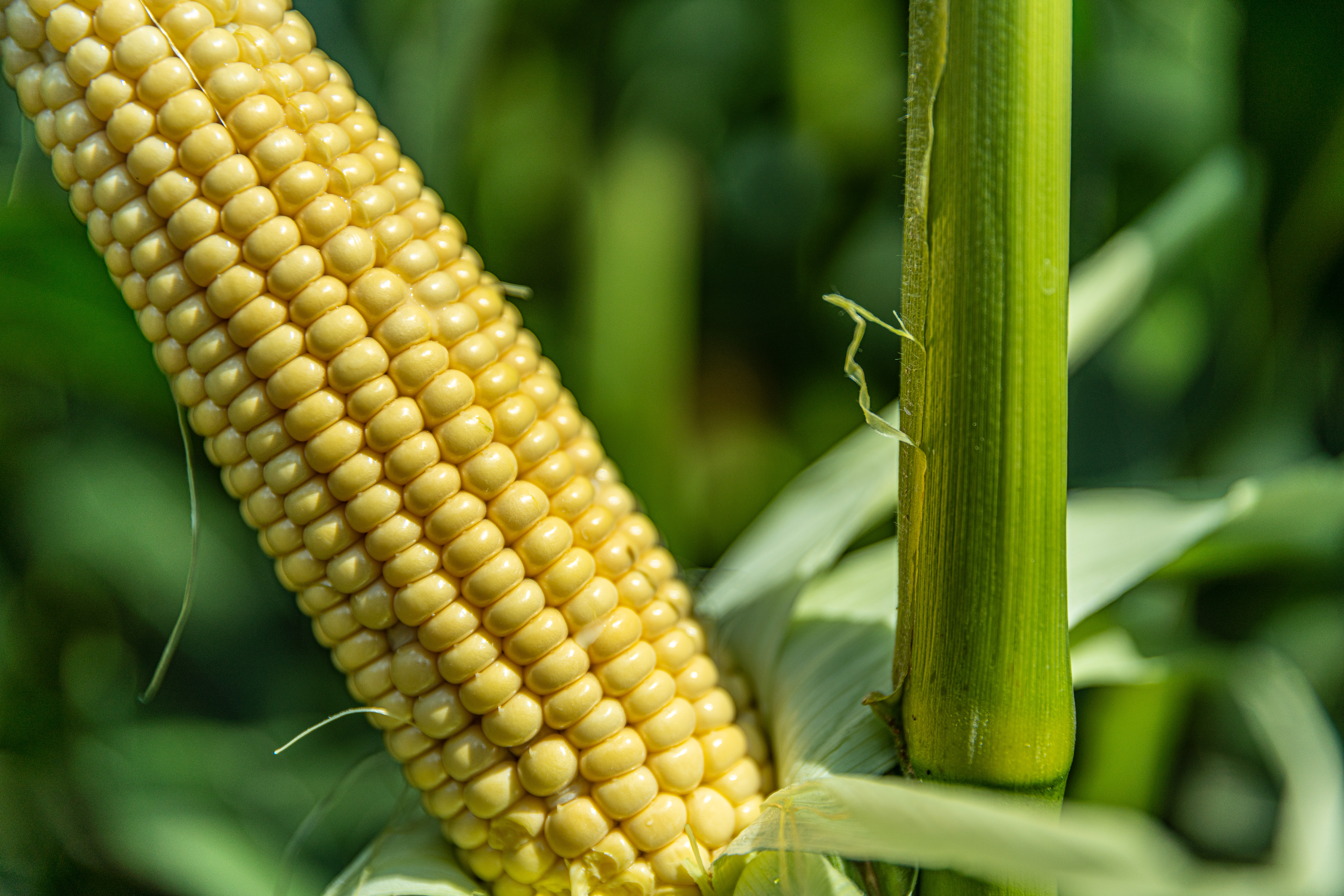 KWS Corn Sustainability Corn4future detail picture