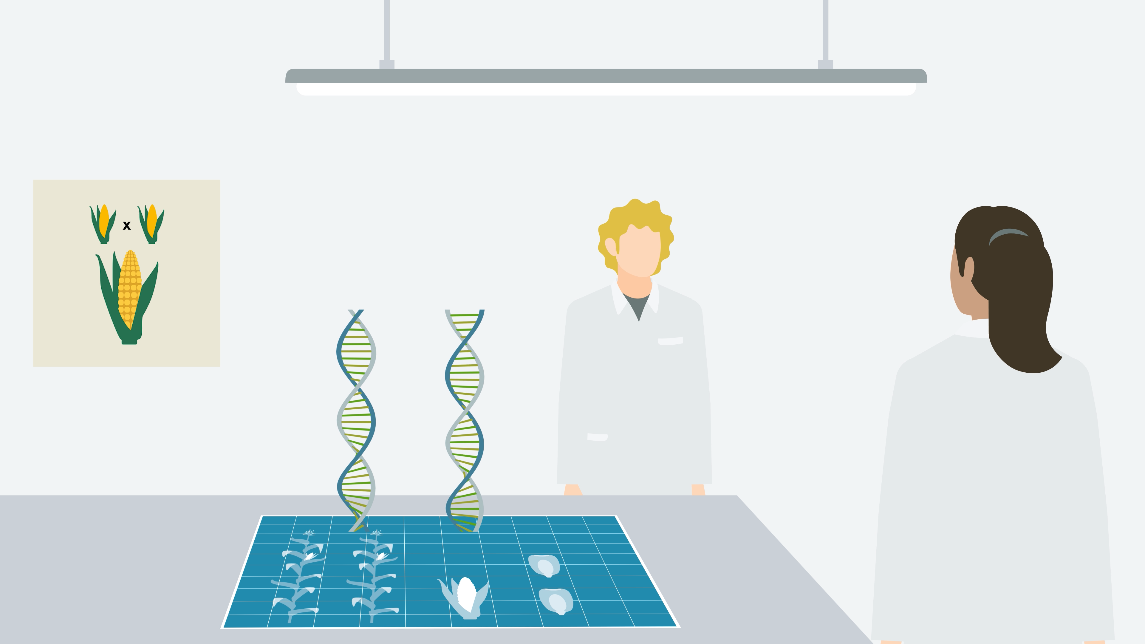 KWS_corn-breeding-for-yield-dna-helix.png