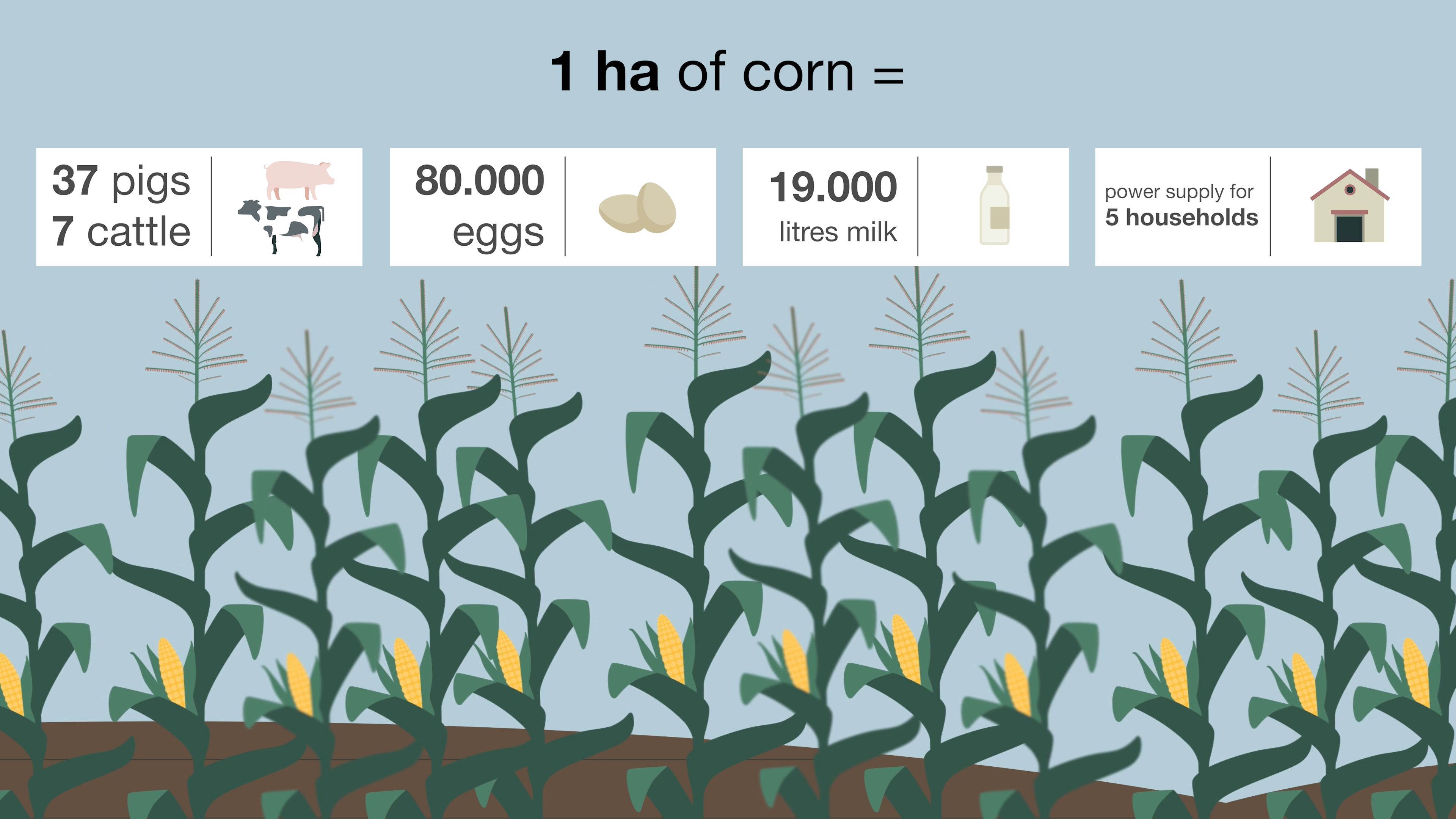 What you can do with 1 ha of corn.