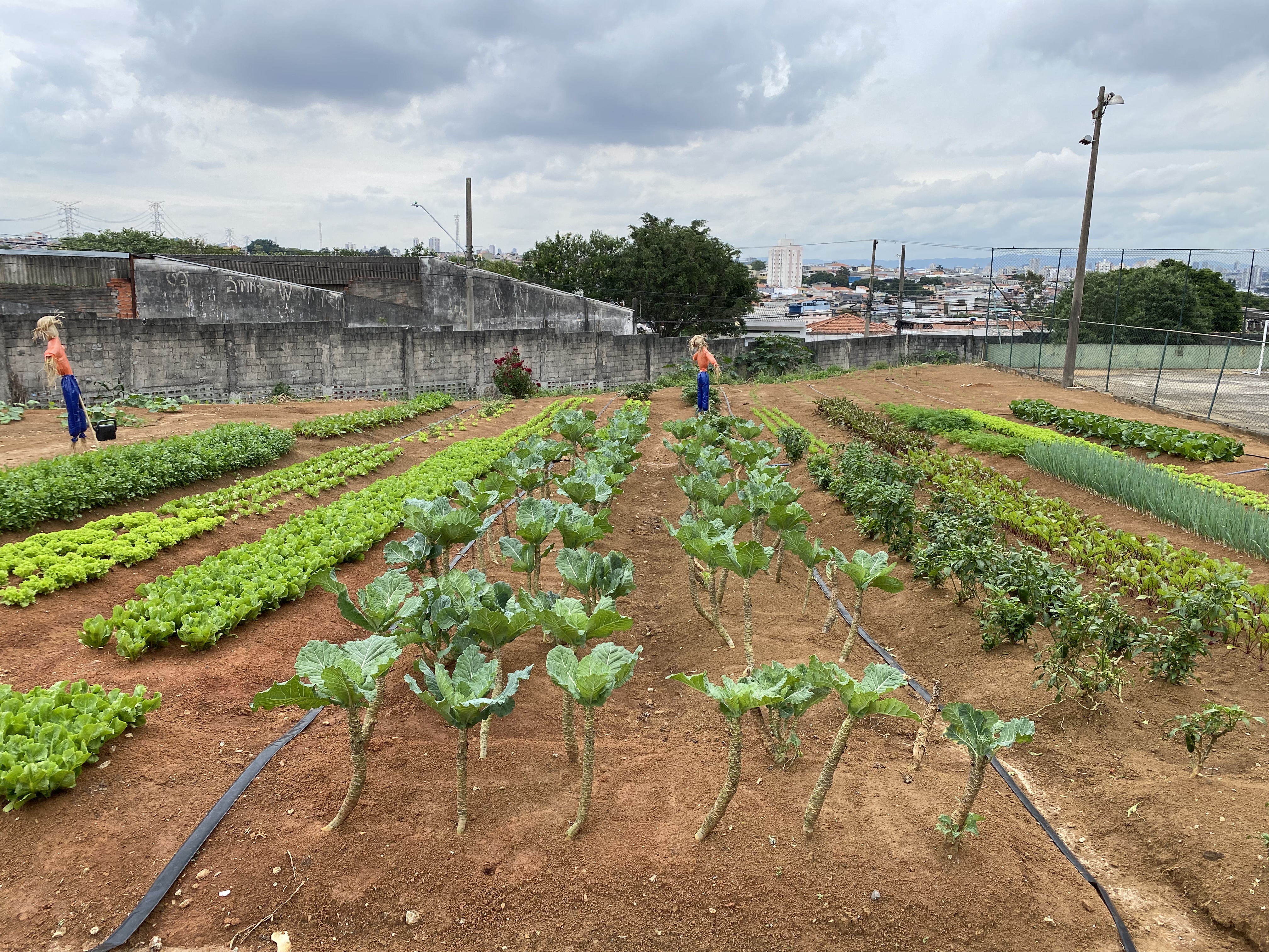 cultivated field