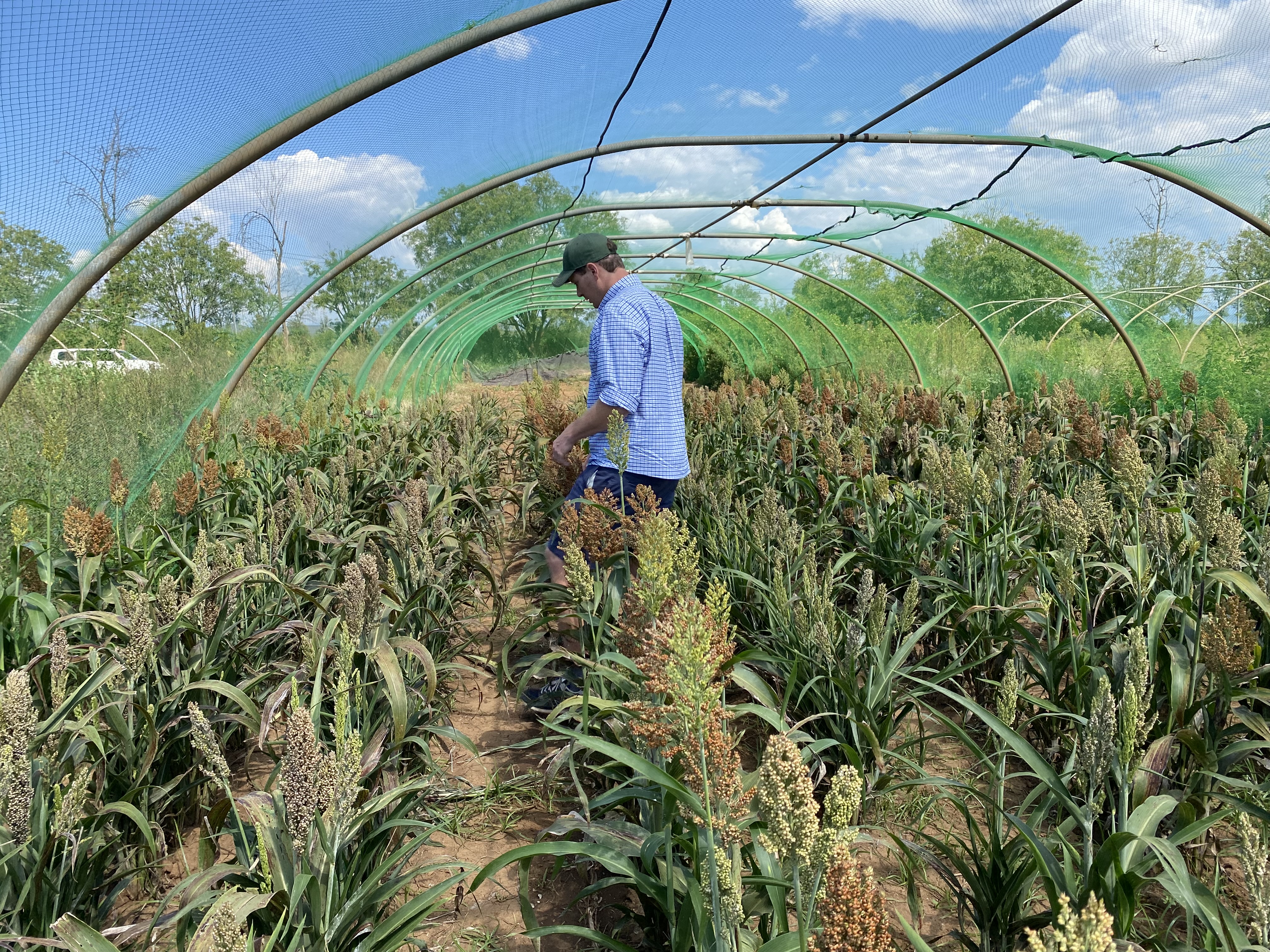 Justus Nelle in einem Sorghum-Zuchtgarten