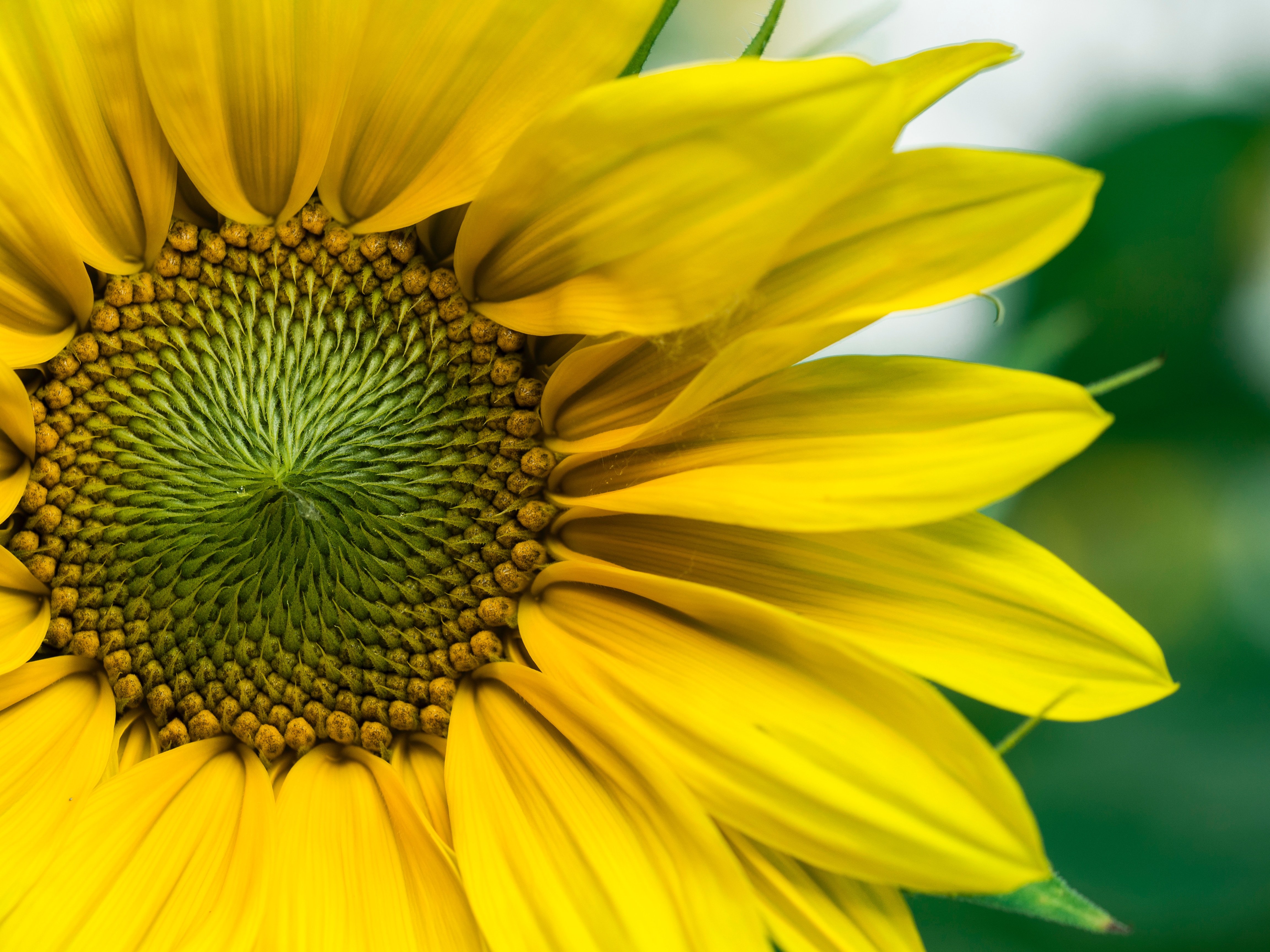kws_sunflower_yellow_blossom.jpg