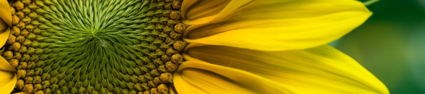 kws_sunflower_yellow_blossom.jpg