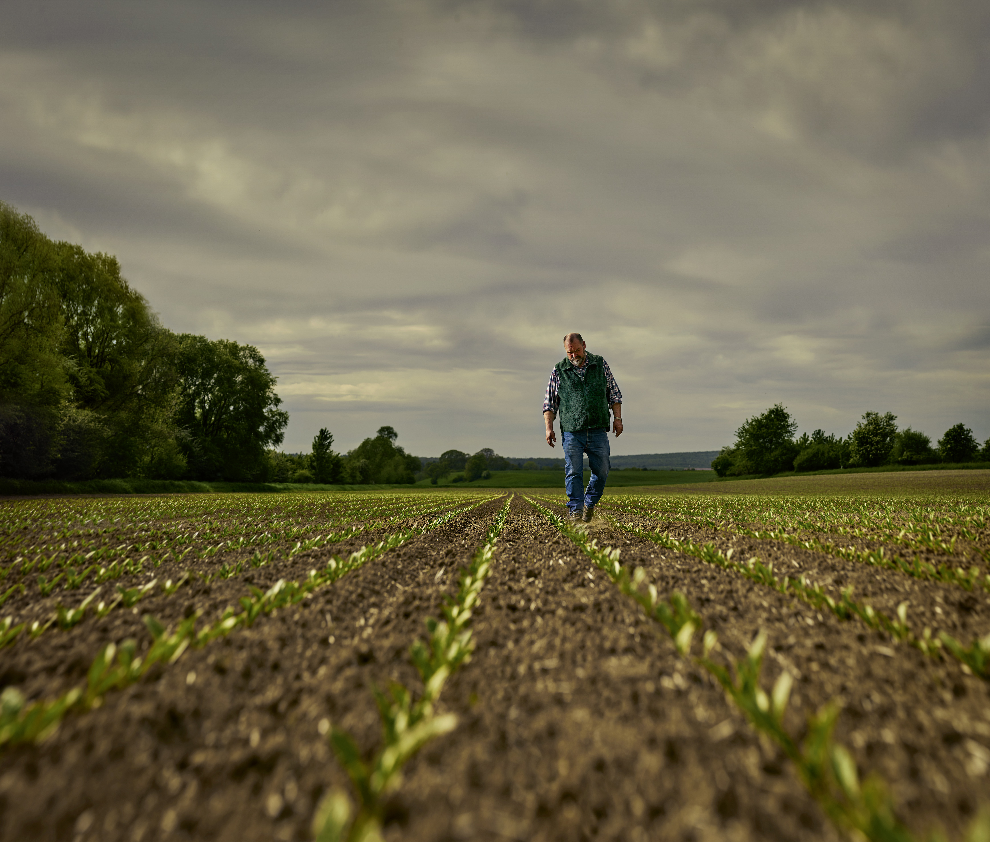 Фото с нижнего ракурса: фермер средних лет идет по своему свекловичному полю, на котором видны прорастающие всходы