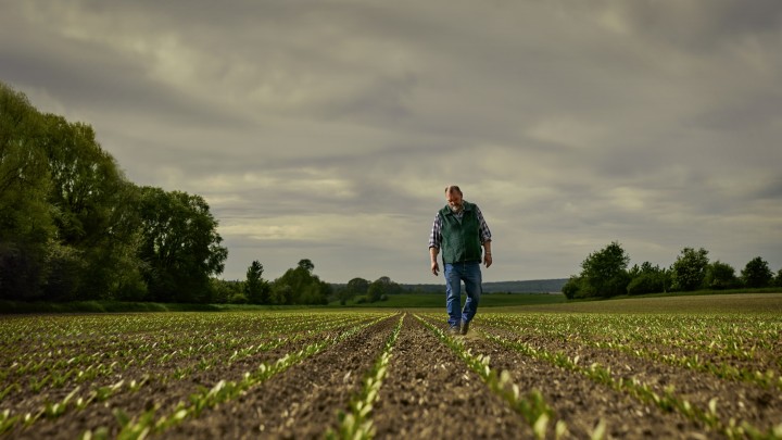 Low angle perspective photo of a middle-aged farmer walking across his sugar beet field with sprouting plants