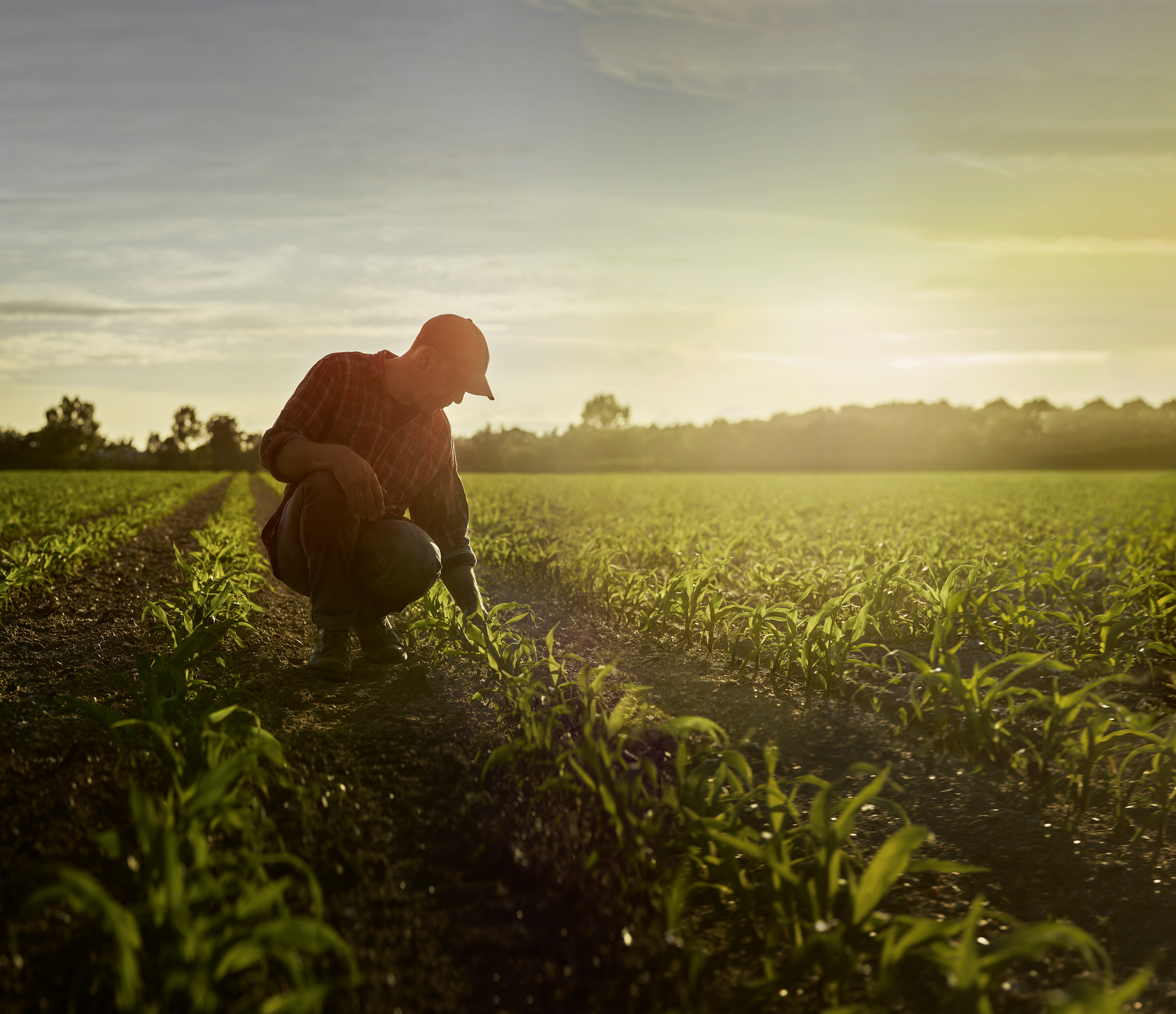 Фермер на корточках на кукурузном поле