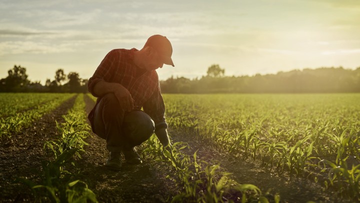 Фермер, сидящий на корточках на кукурузном поле