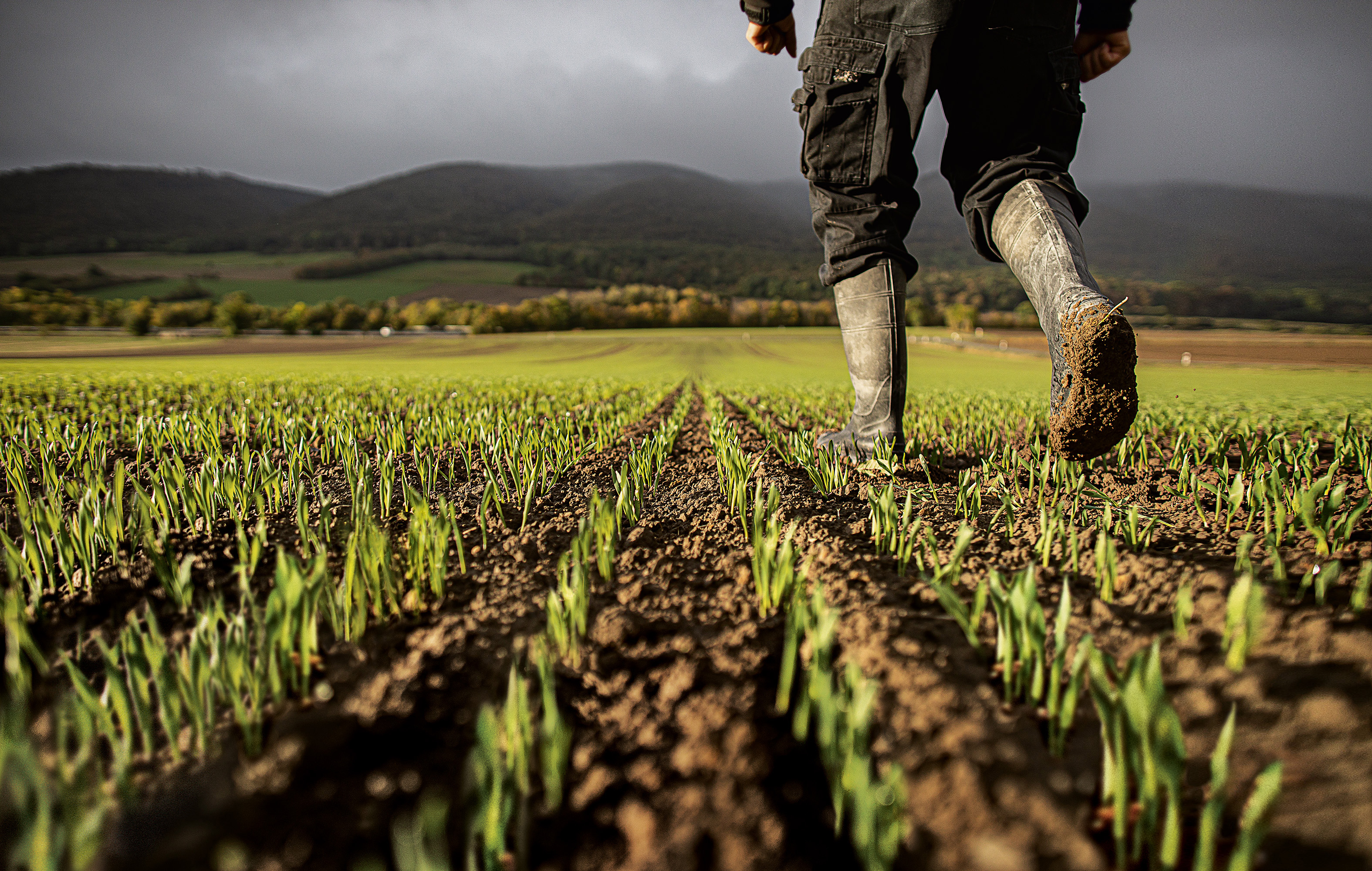Снимка в перспектива на нисък ъгъл на фермер на средна възраст, който минава през полето му със захарно цвекло с покълващи растения