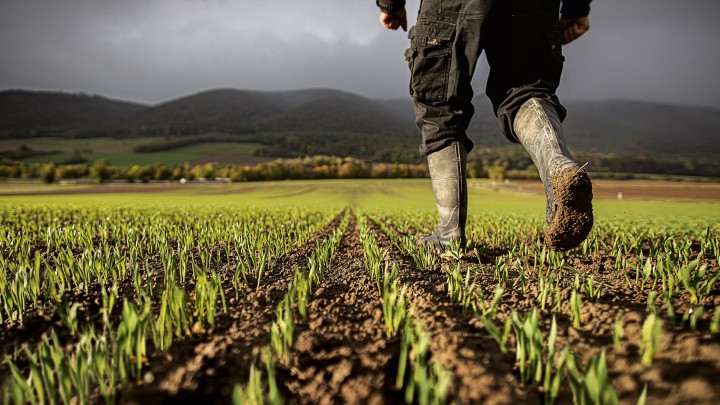 Снимка в перспектива на нисък ъгъл на фермер на средна възраст, който минава през полето му със захарно цвекло с покълващи растения