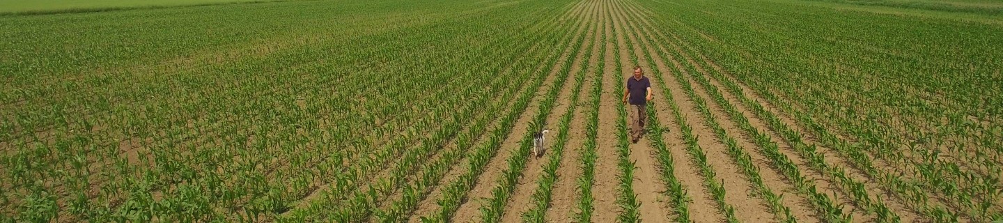 agriculteur dans le champ de maïs vue plongeante