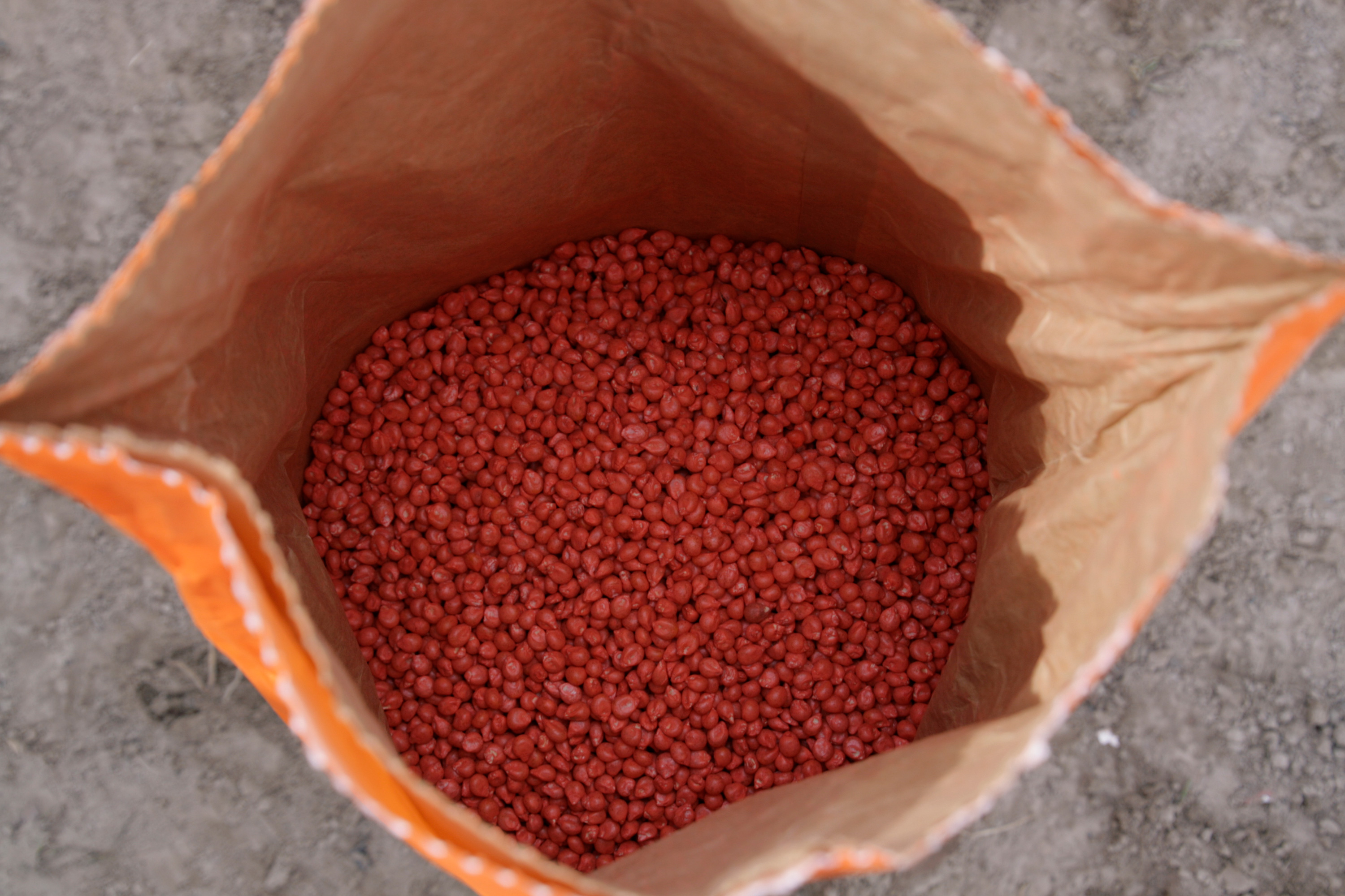 Neue Saatgutbeize für Mais unterstützt Phosphataufschluss