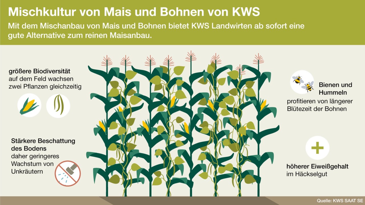Infografik zum Mischanbau von Mais und Bohnen 