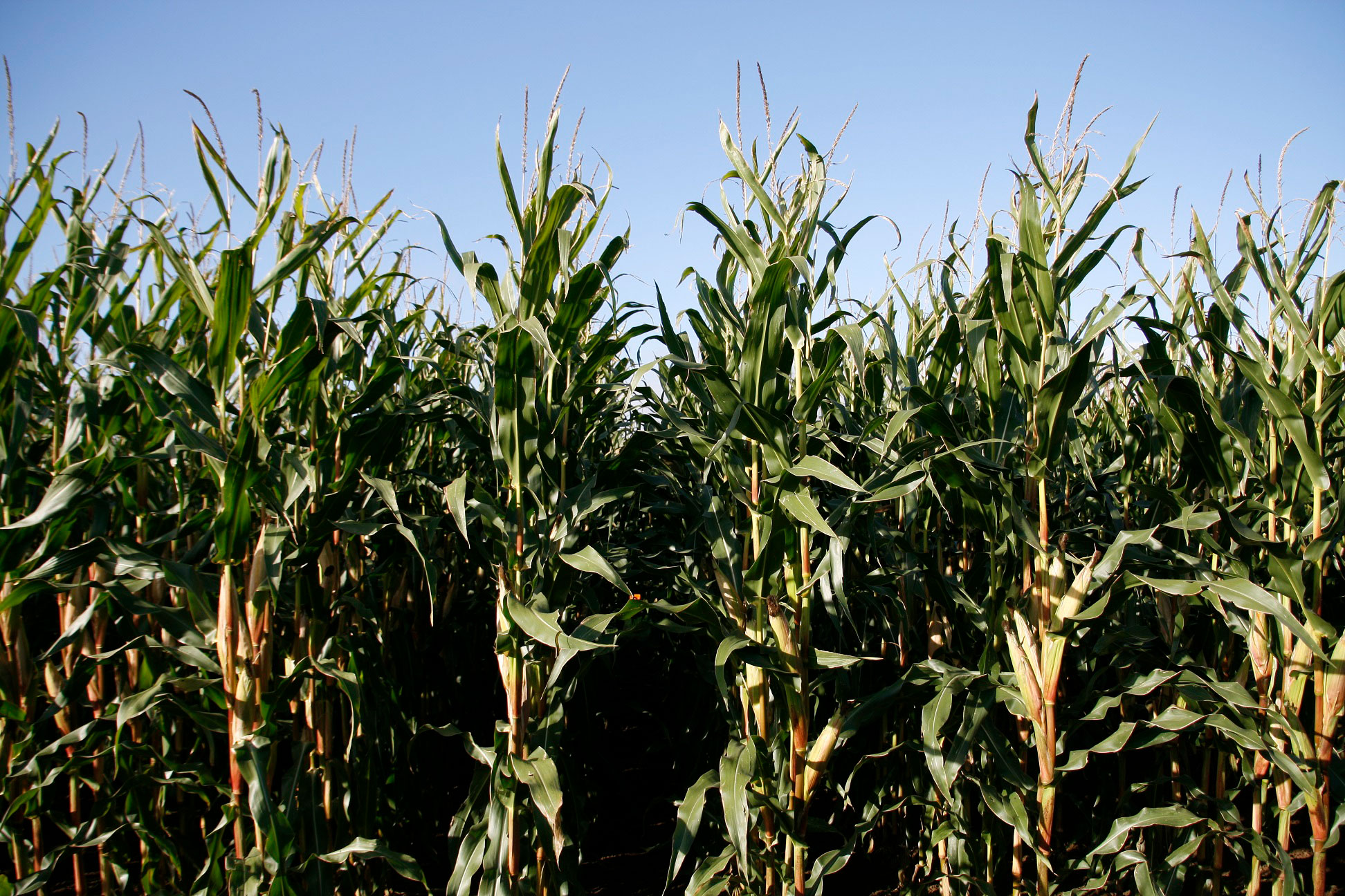 KWS Maissorten überzeugen auch unter schwierigen Bedingungen