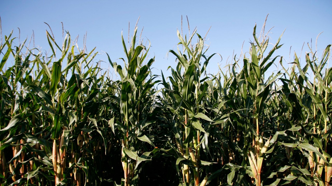 KWS Maissorten überzeugen auch unter schwierigen Bedingungen