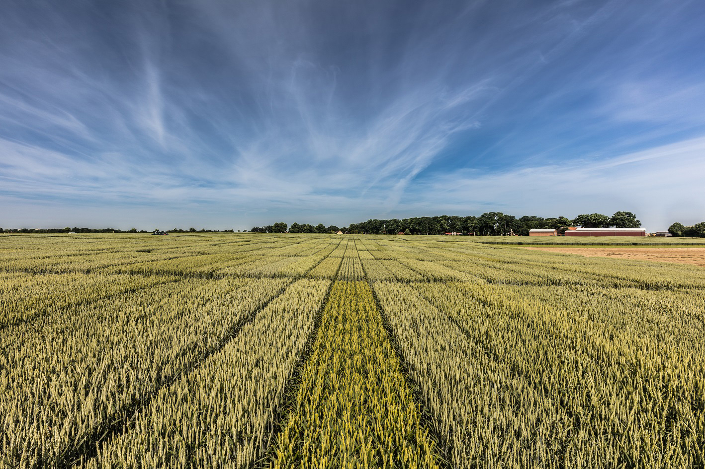 Weizen4Ort - die regionale Sortenvielfalt erweitern