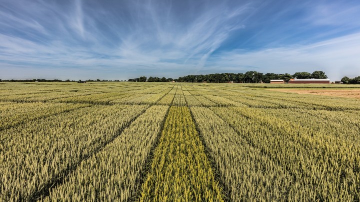 Weizen4Ort - die regionale Sortenvielfalt erweitern