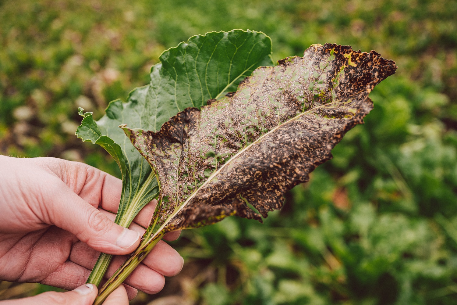 KWS underscores its innovation leadership in Sugarbeet: First varieties with significantly improved Cercospora tolerance approved in Germany