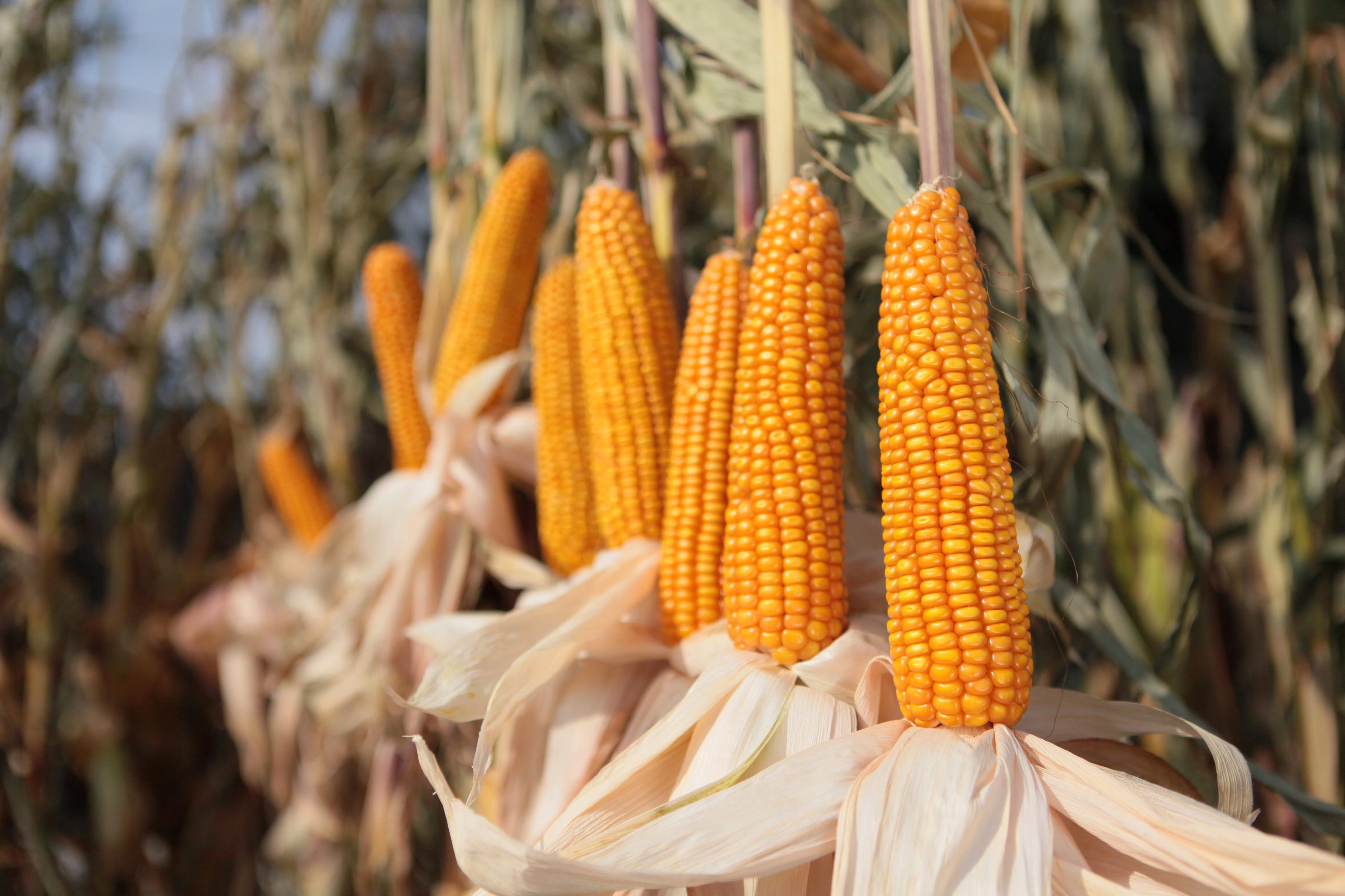 KWS KASHMIR takes the lead on the grain corn market
