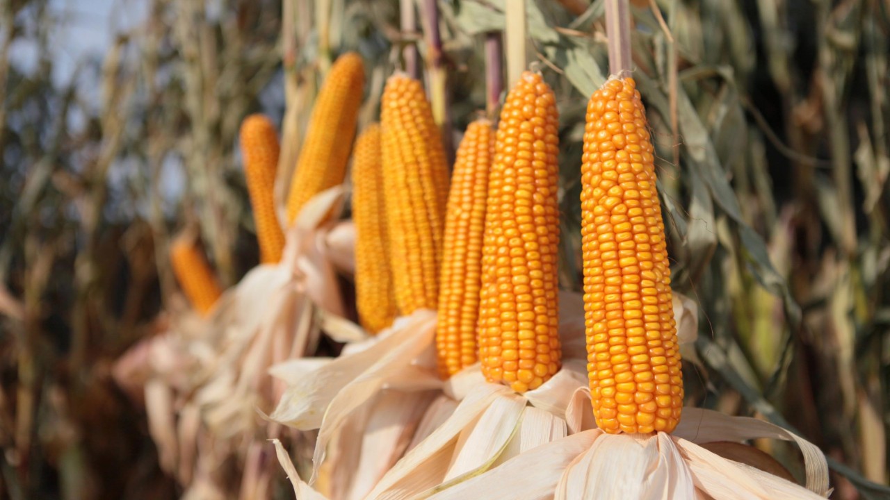 KWS KASHMIR takes the lead on the grain corn market