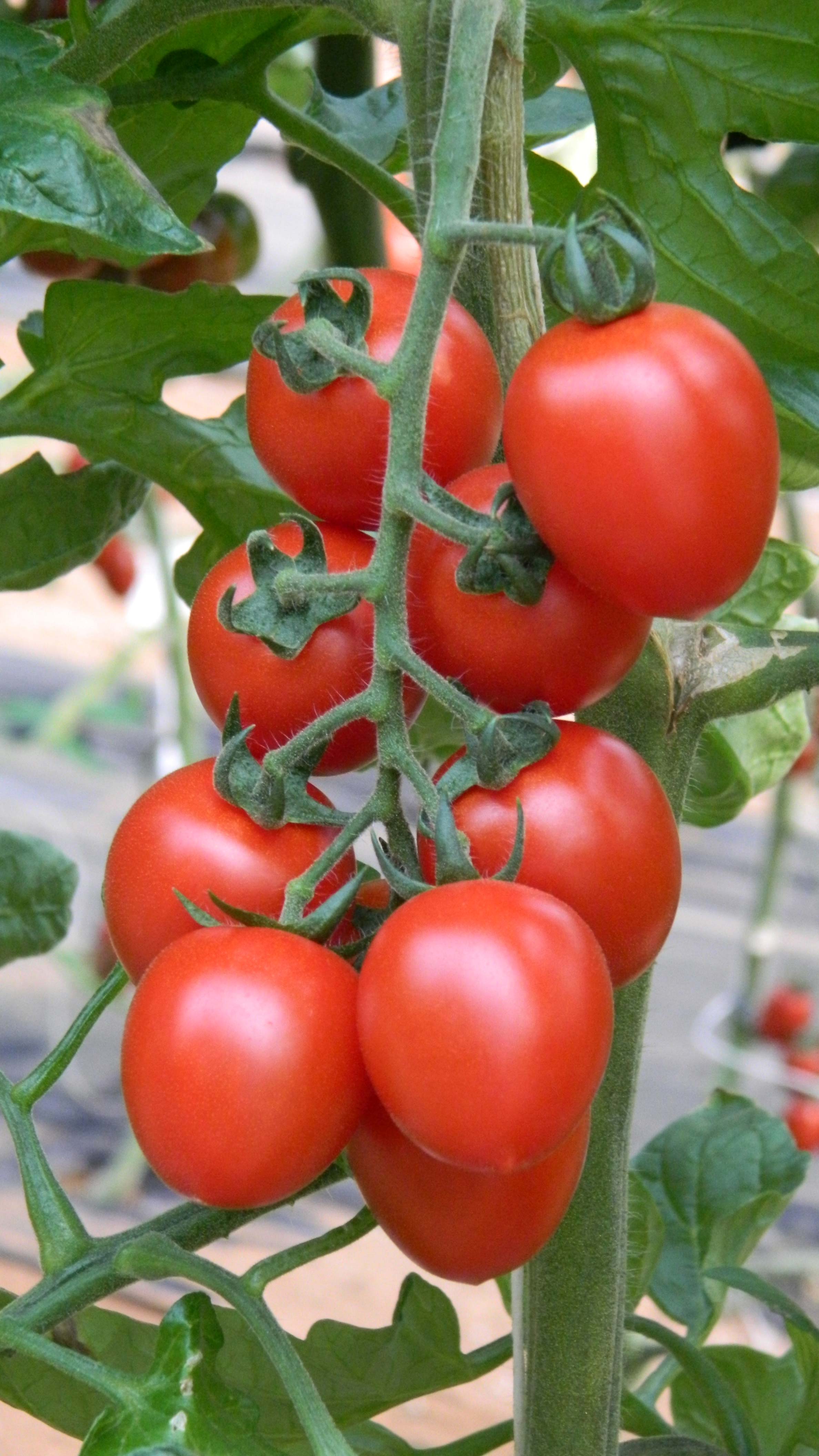 KWS acquires tomato breeding company