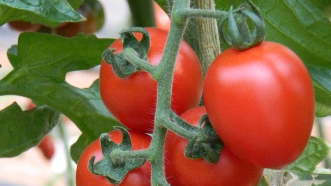 KWS acquires tomato breeding company