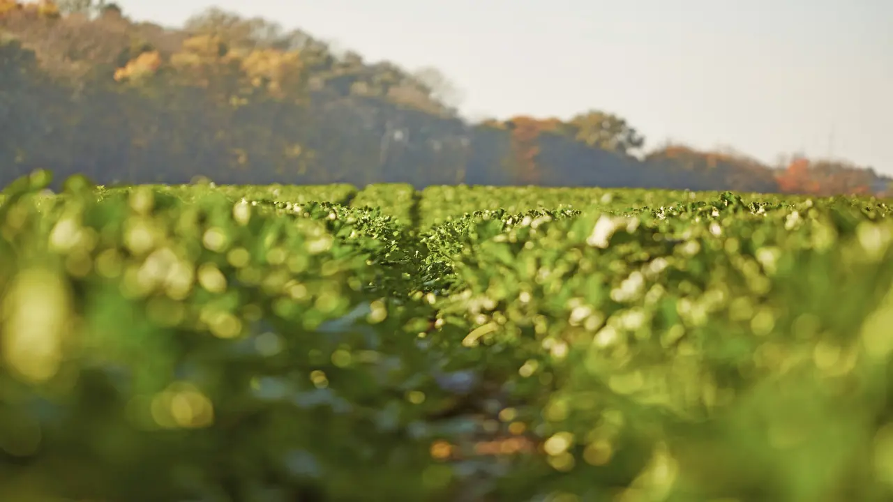 Stabile biologische Saatgutbeizen: KWS bringt erstes Produkt zur Marktreife