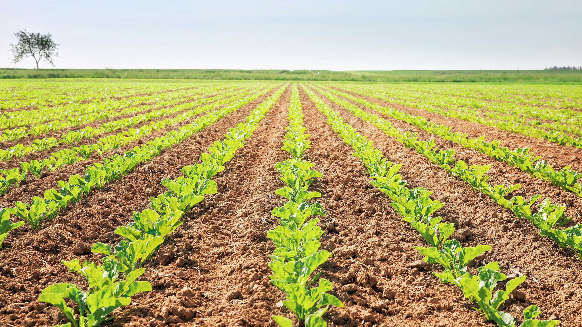 CONVISO® SMART cultivation system for sugarbeet approved for use in Germany
