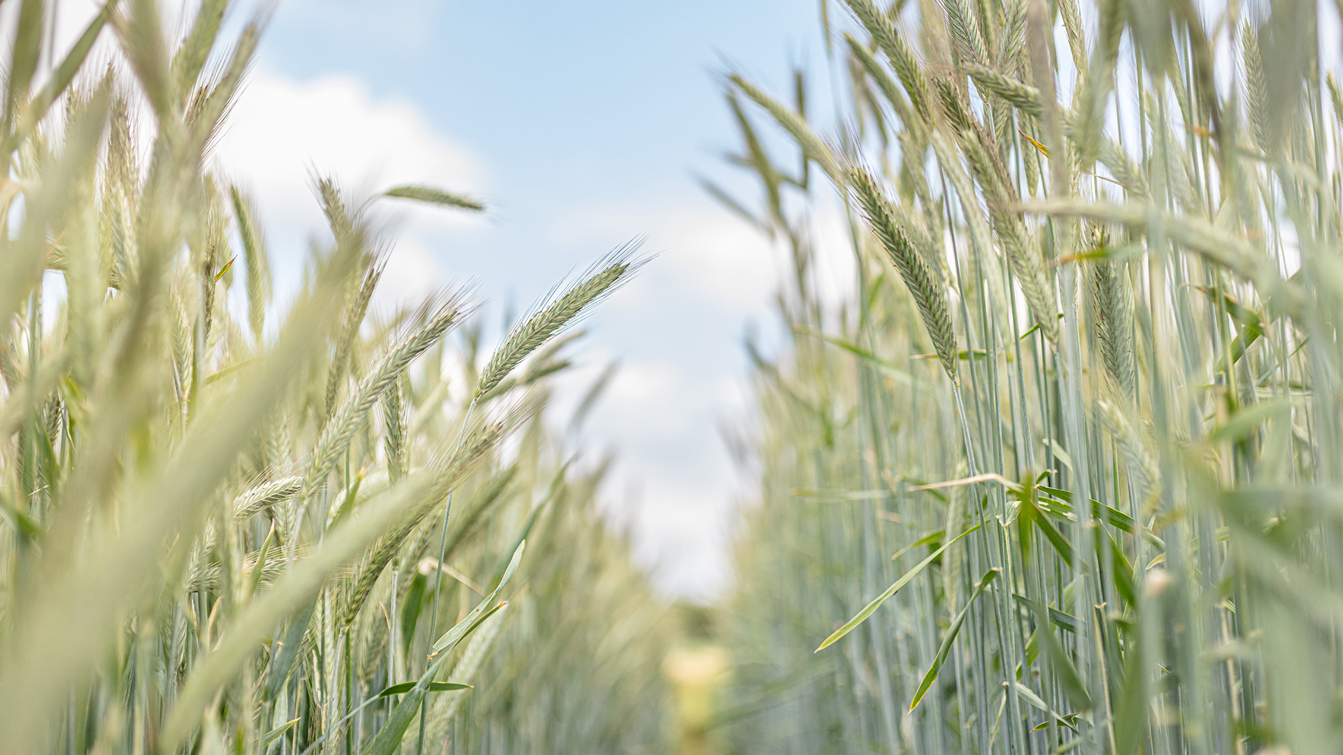 Innovationen für eine nachhaltige Landwirtschaft lassen KWS dynamisch wachsen – Umsatzprognose angehoben