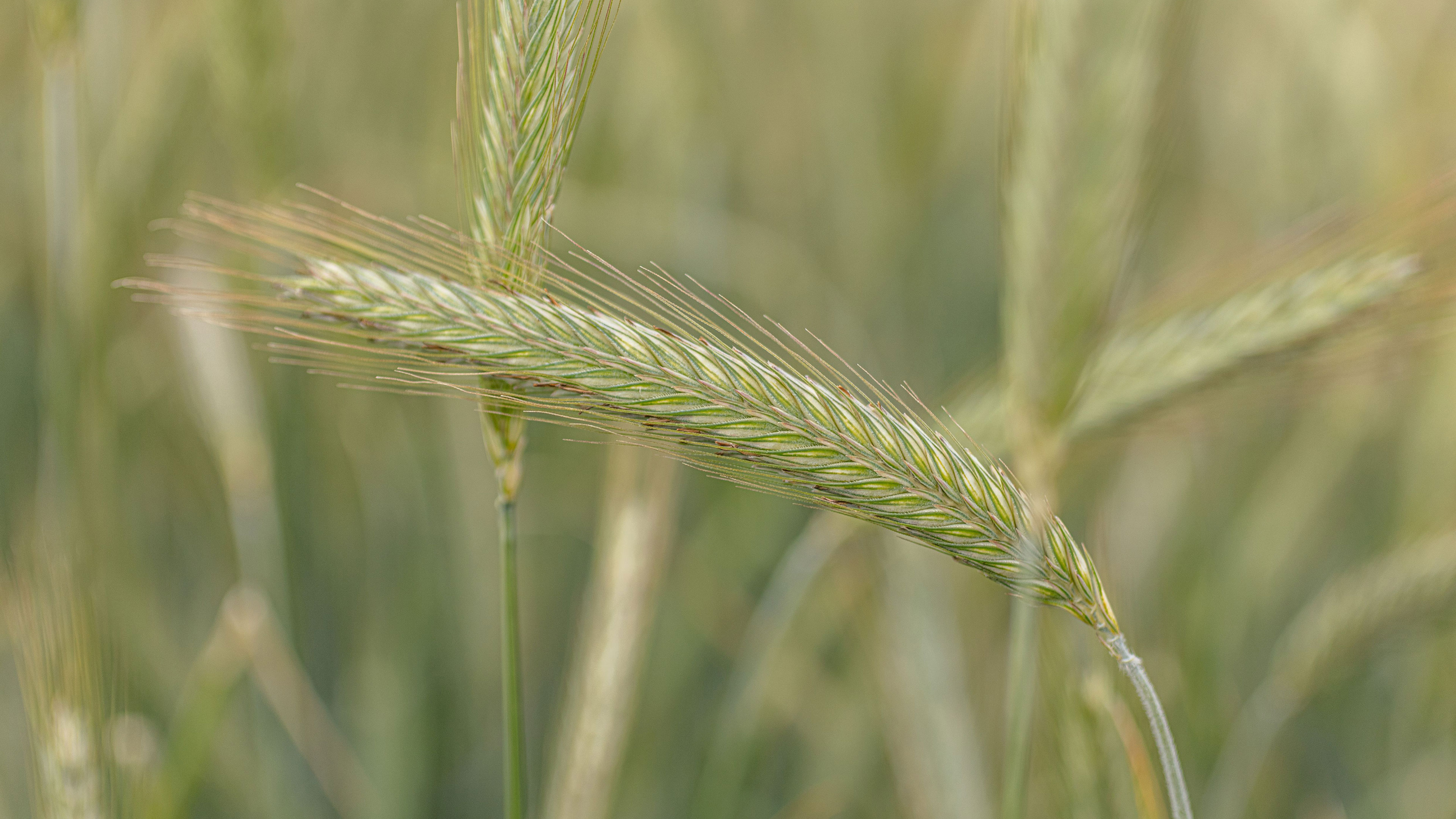 External sustainability study confirms the excellent CO2 balance of KWS hybrid rye