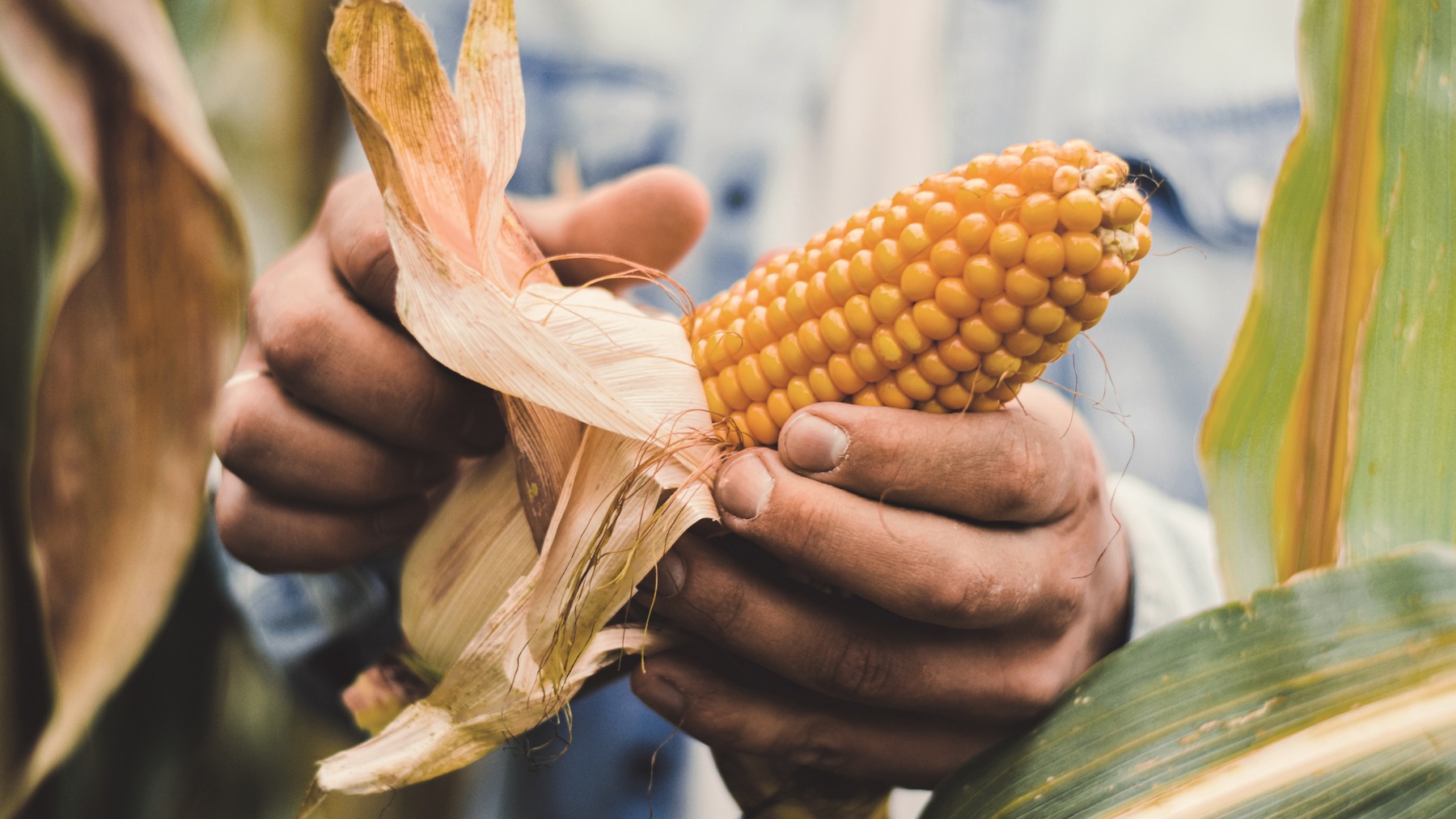 KWS` DryDown+ varieties: Harvesting grain corn with less than 20% grain moisture