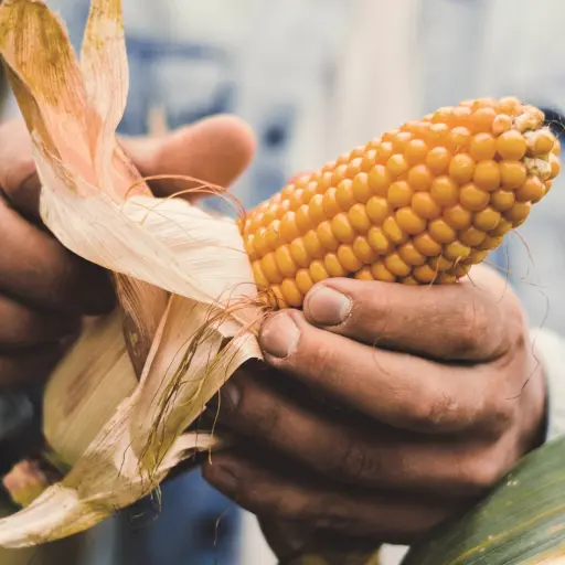 DryDown+ Grain Corn corn cob hands
