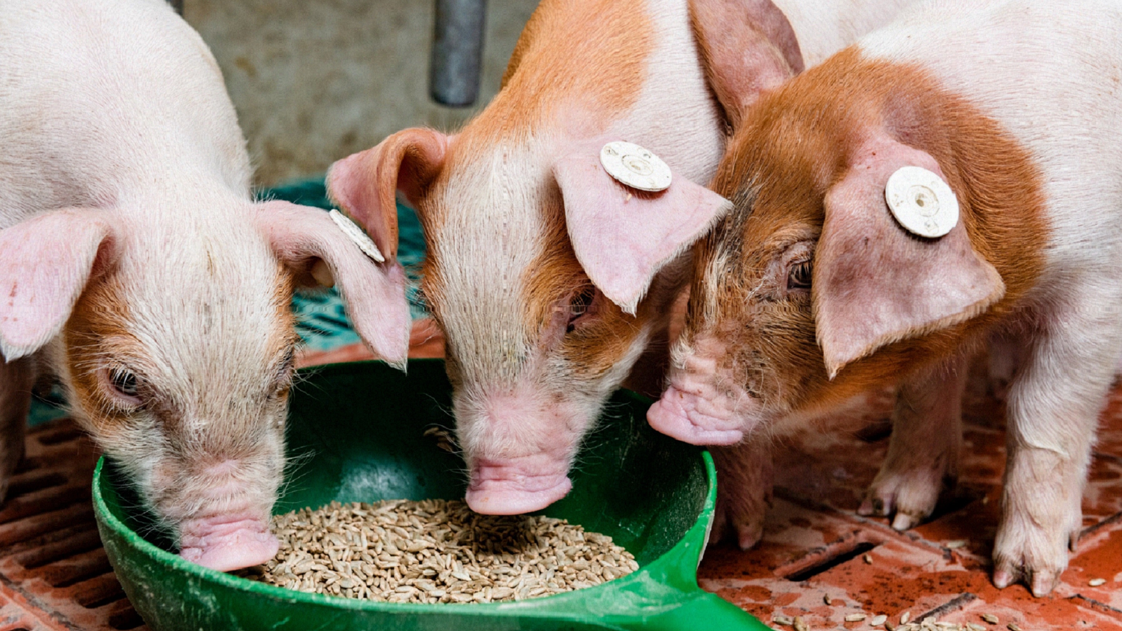 rye in pig feeding