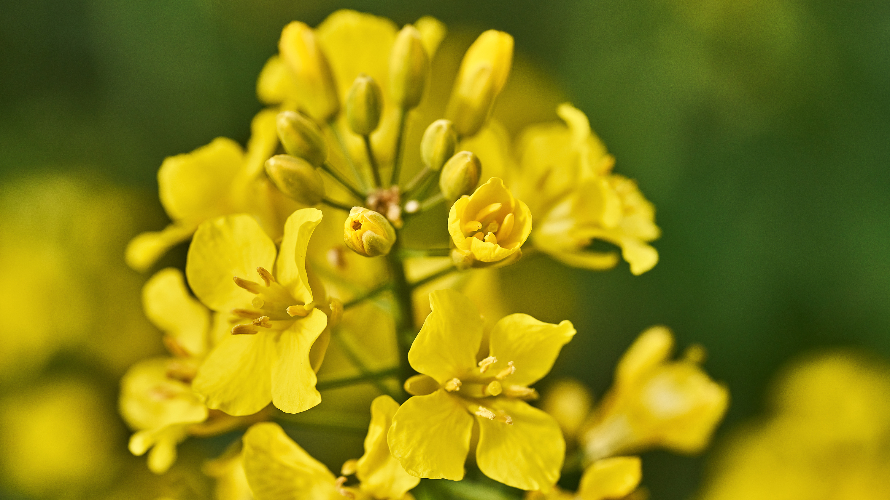 Oilseed rape plant with blooming yellow flowers