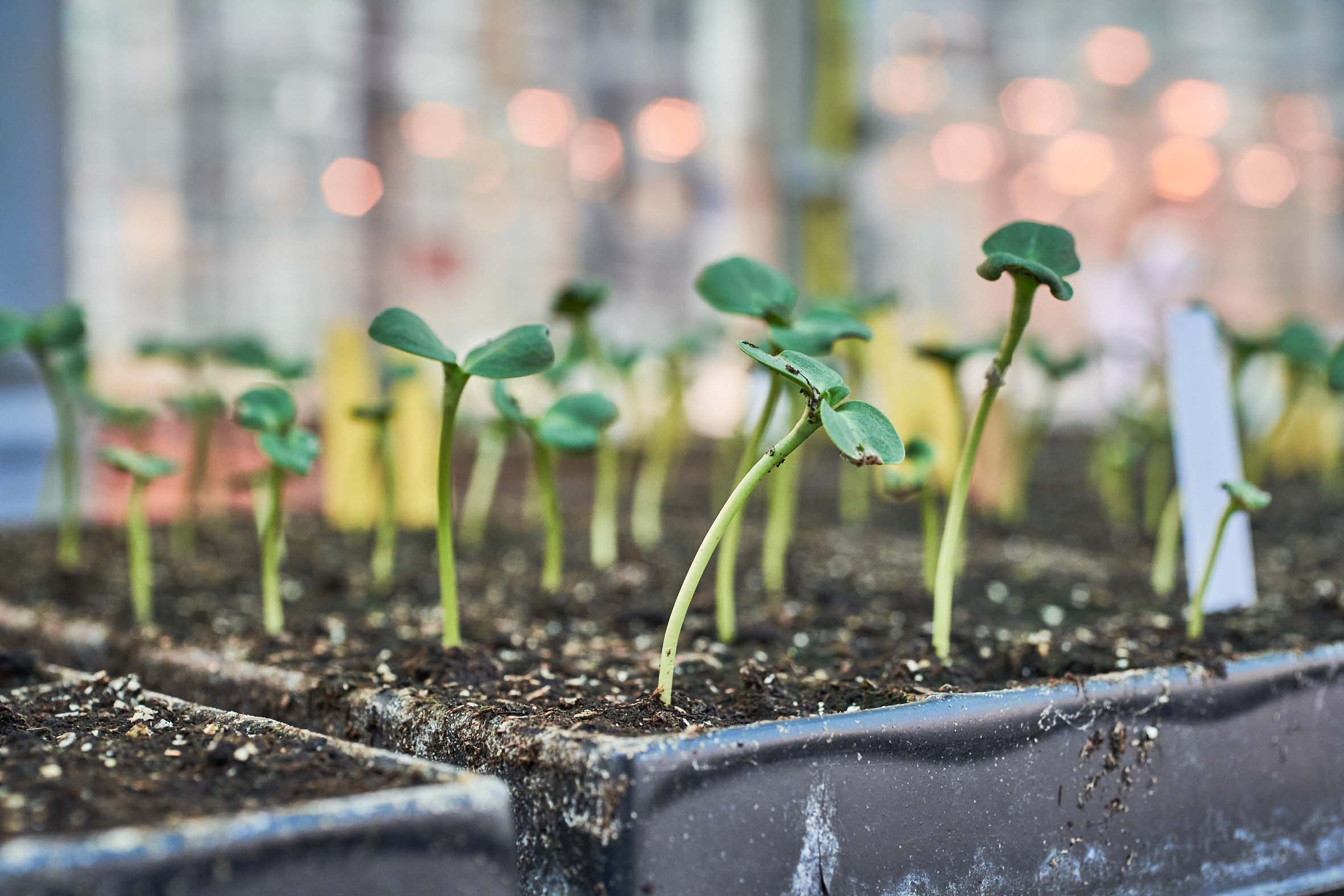 KWS welcomes European Parliament’s final approval of New Genomic Techniques (NGT) Regulation