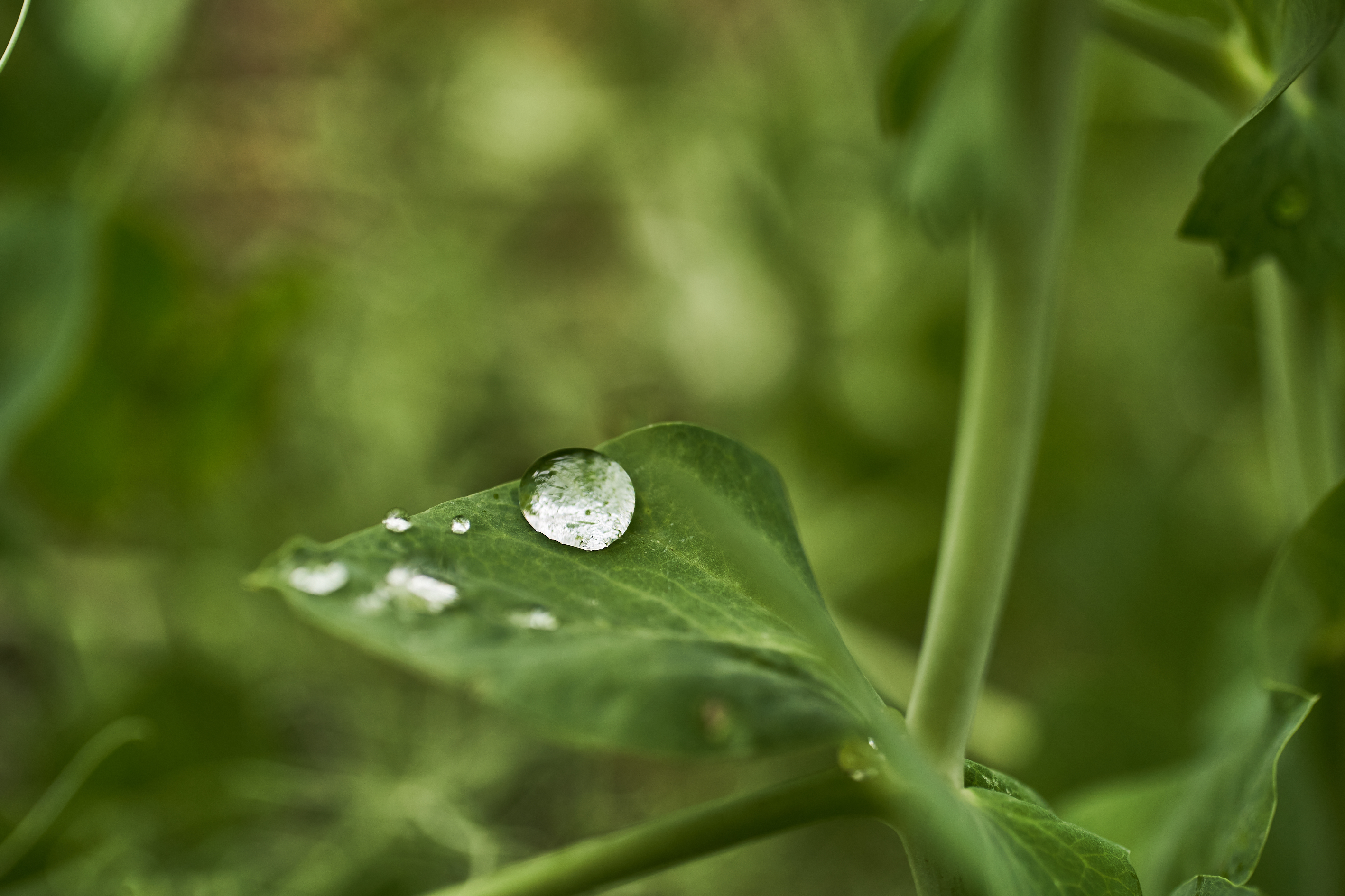 Sustainability-Ambition-2035_Roman-Thomas.jpg
