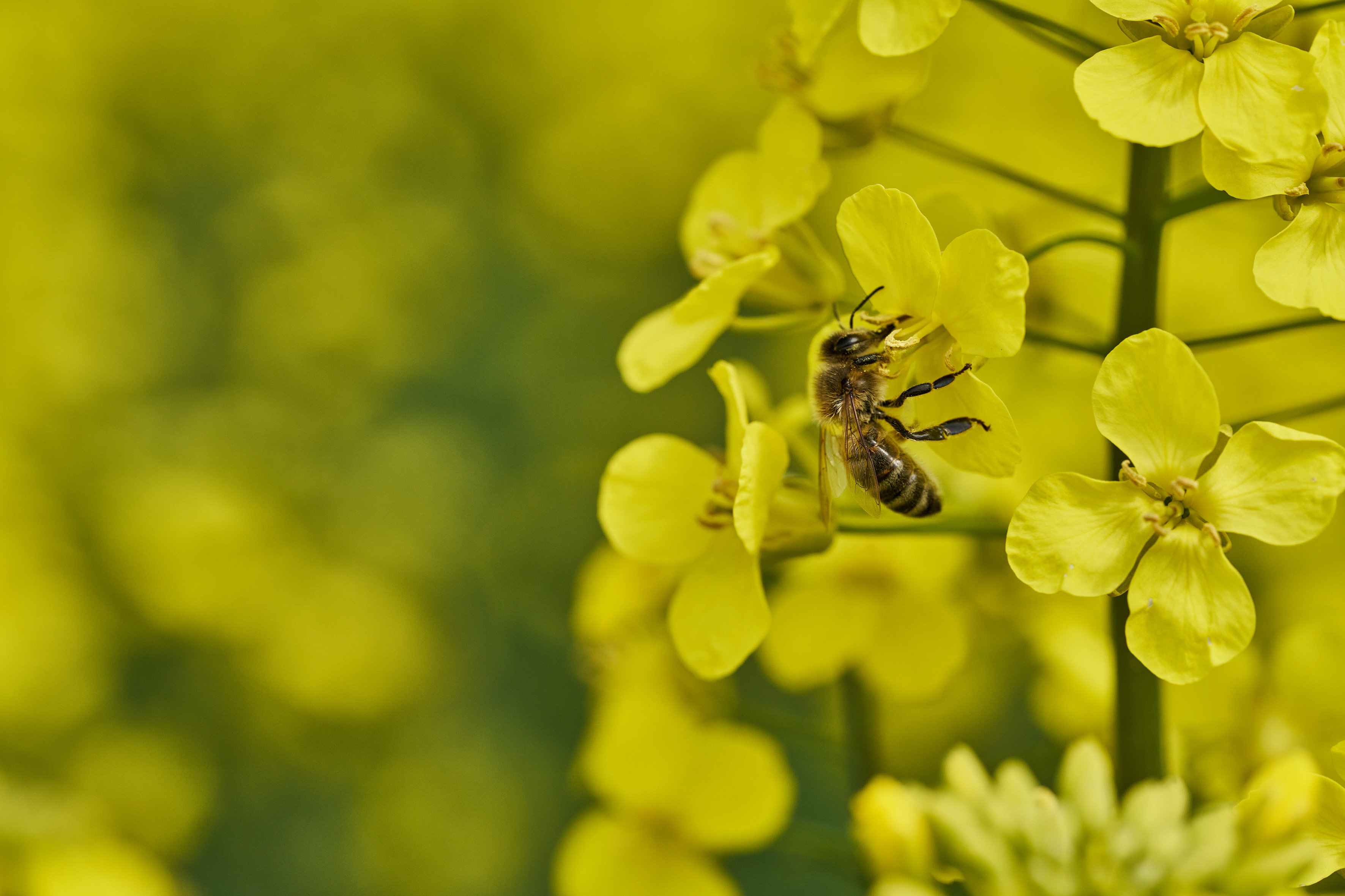 kws_pm_2026_08_05_blooming_osr.jpg