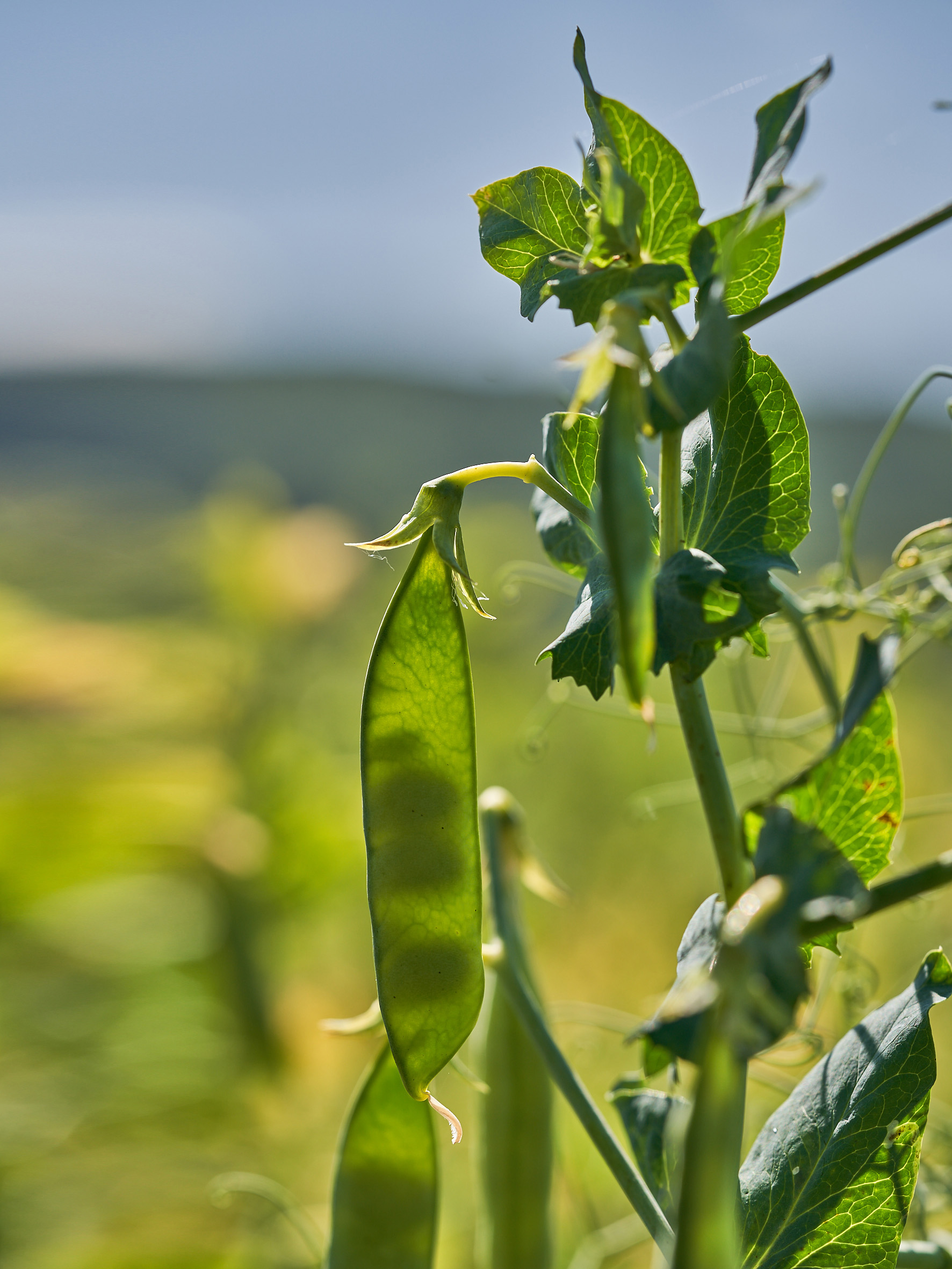 KWS_Future_with_Heritage_Peas_Plant_Backlight.jpg