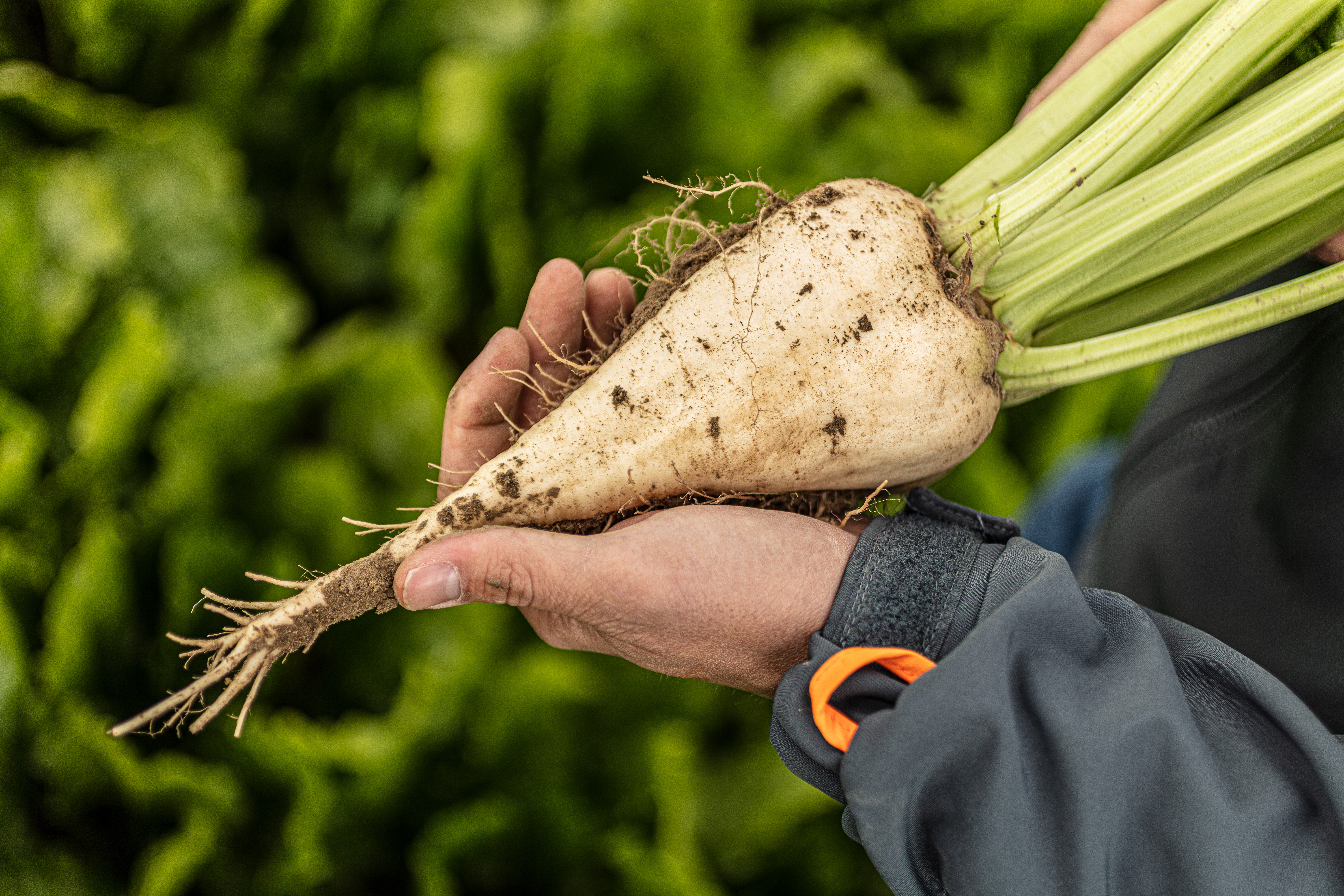 KWS0719_sugarbeets_in_the_field_4U8A0636.jpg