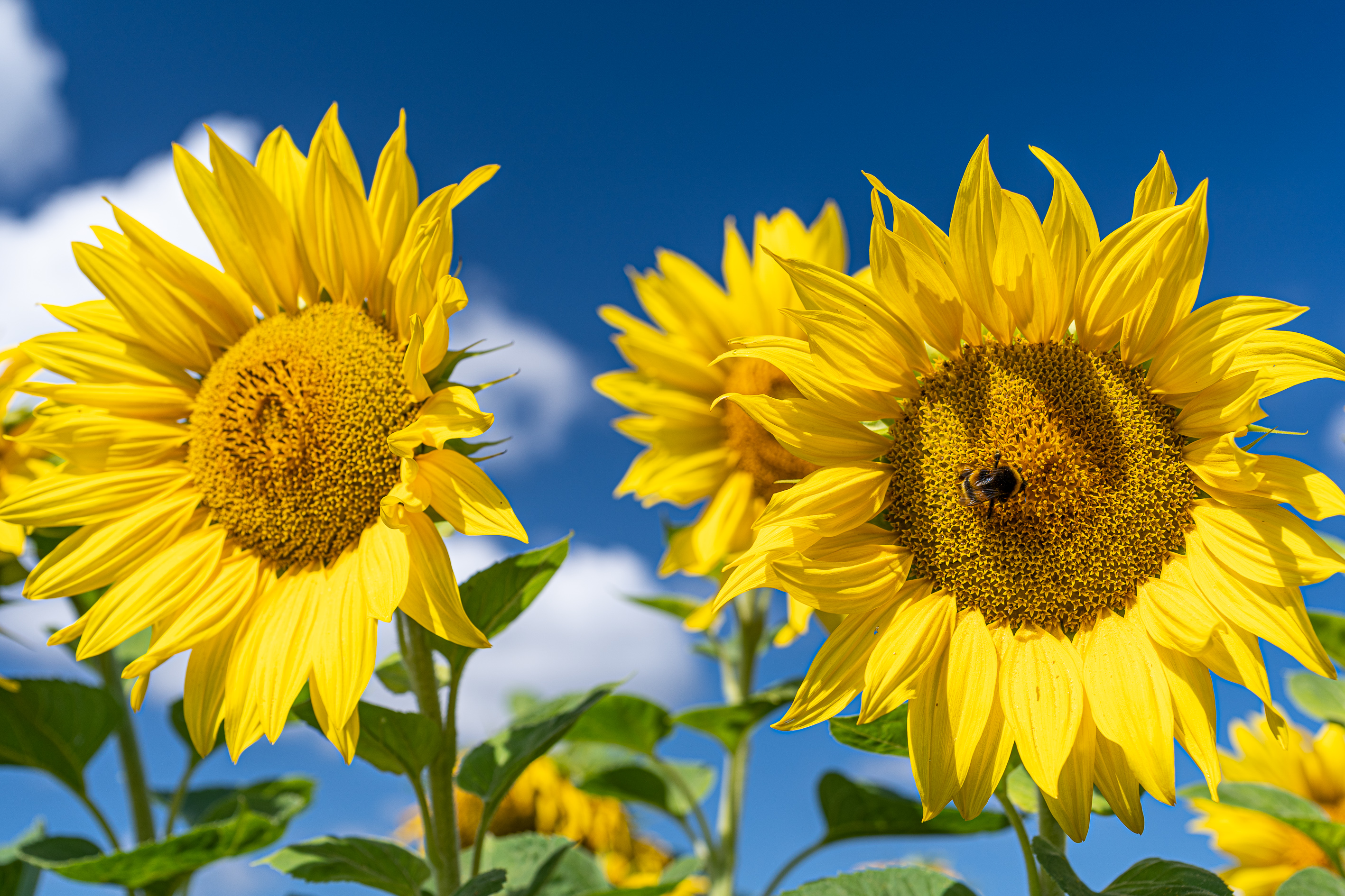 KWS0720_sunflowers_301578.jpg