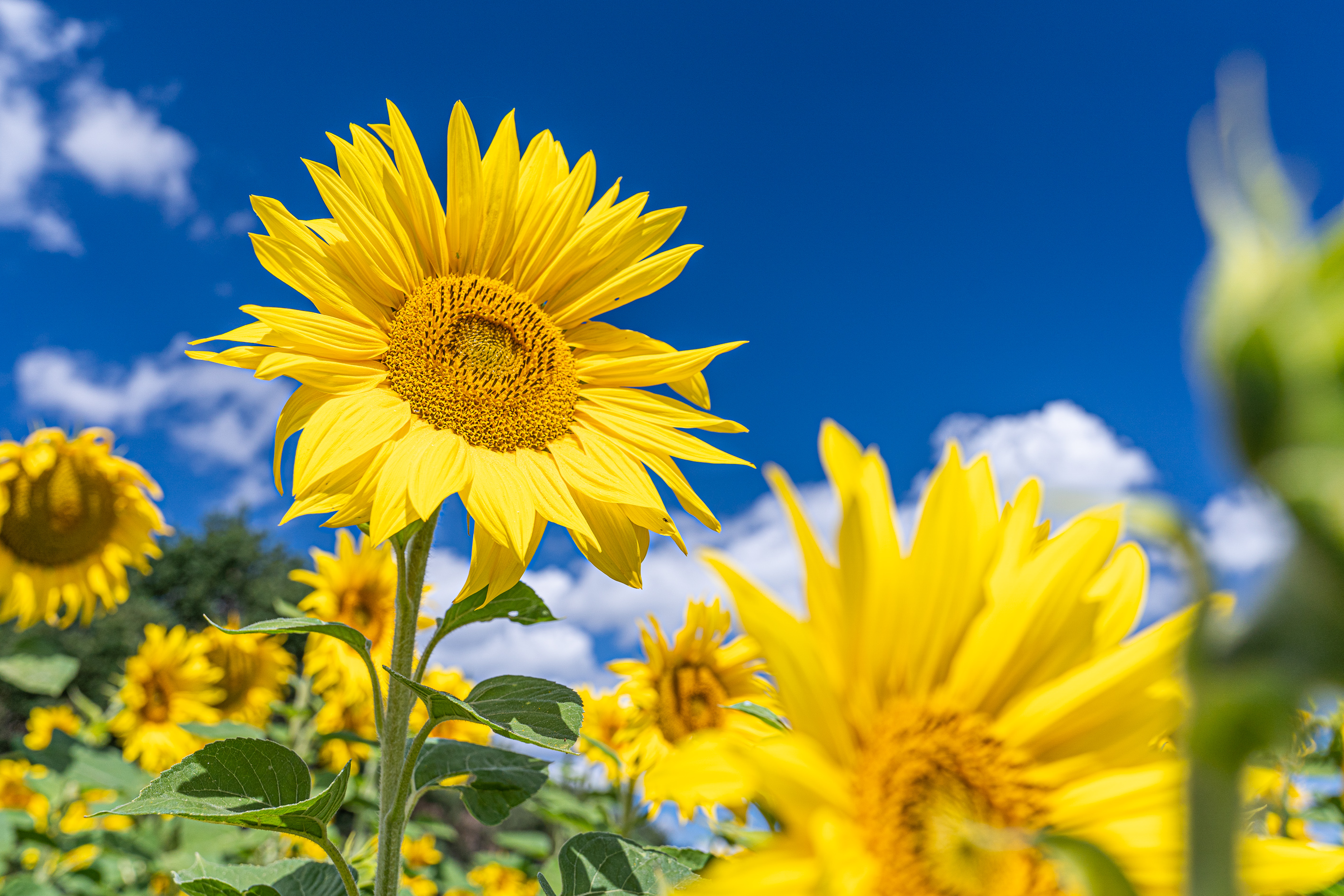 Sunflower_in_Field.jpg