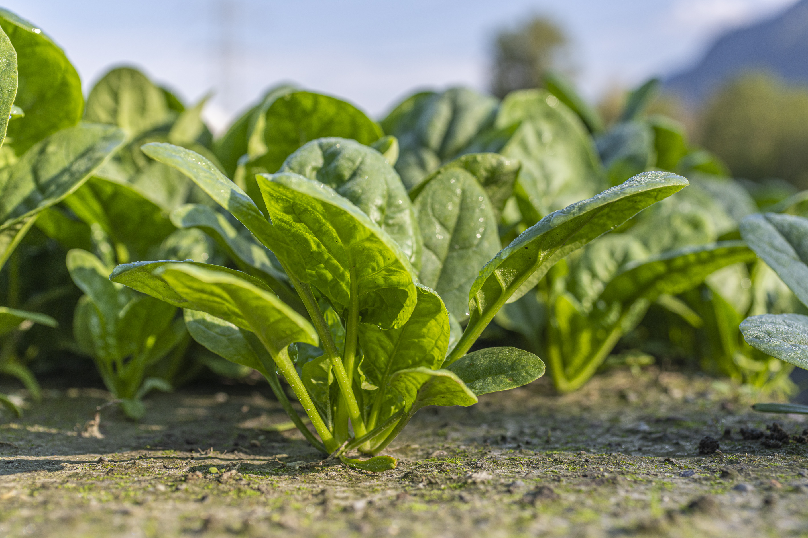 Baby-leaf-spinach-plant.jpeg