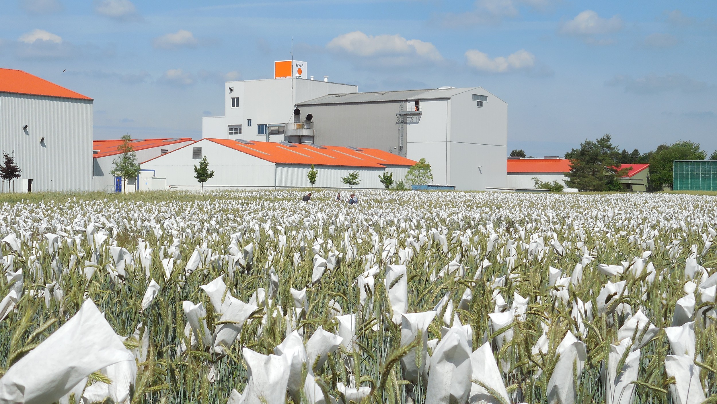 KWS cereals breeding station and breeding garden in Wohlde