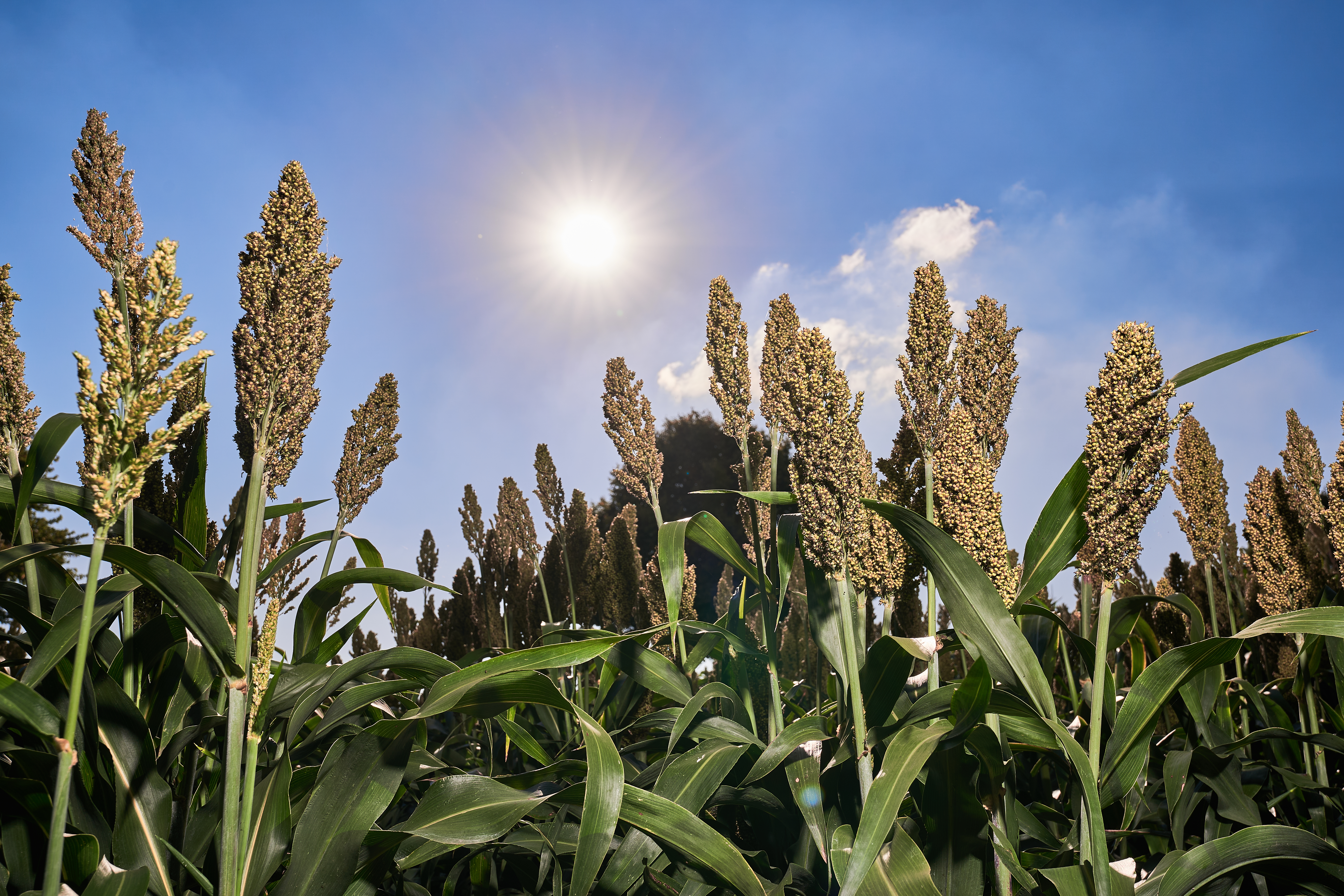 KWS_Sorghum_Kontor_Art.jpg