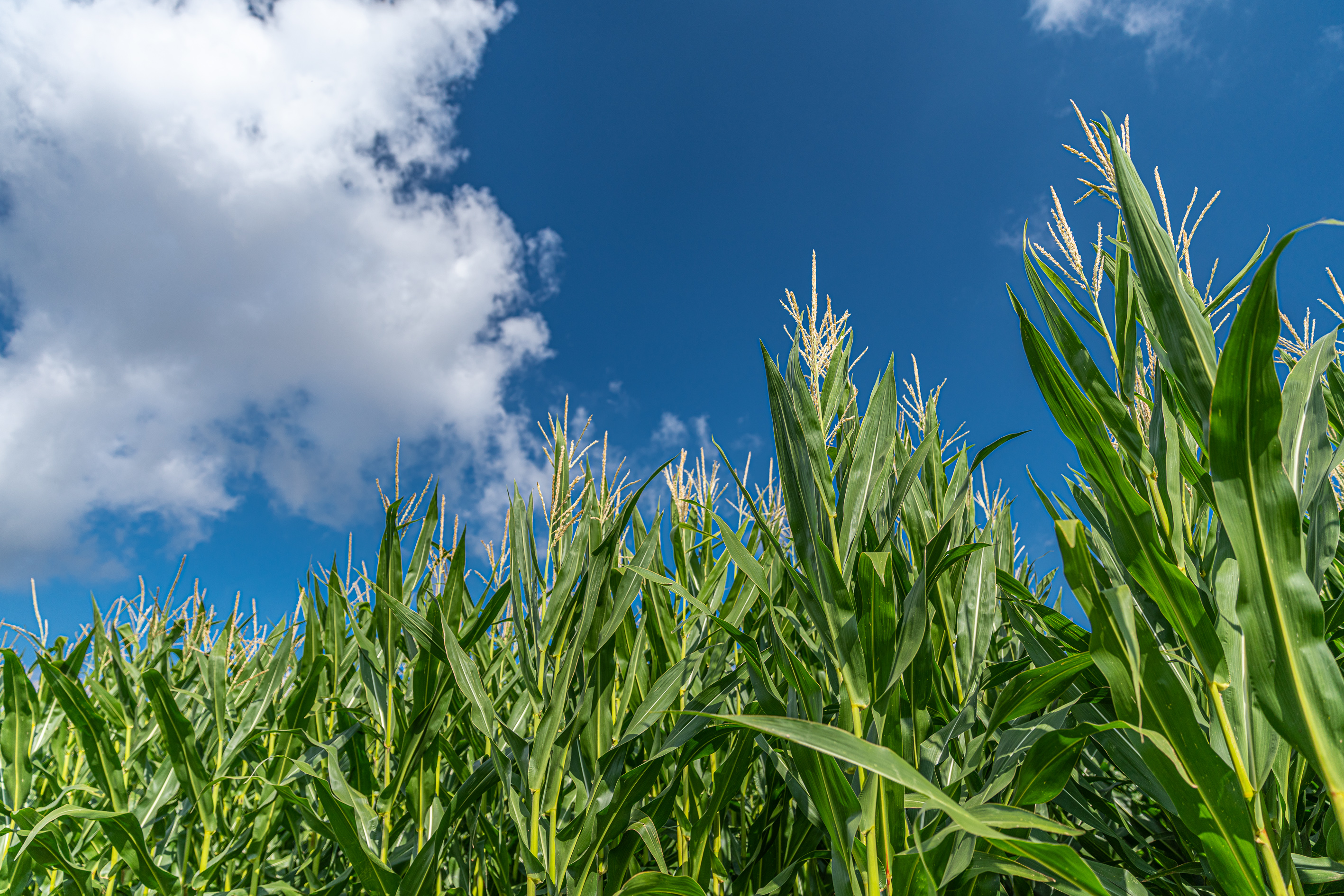 KWS-Kontor-Corn-A7302288.jpg