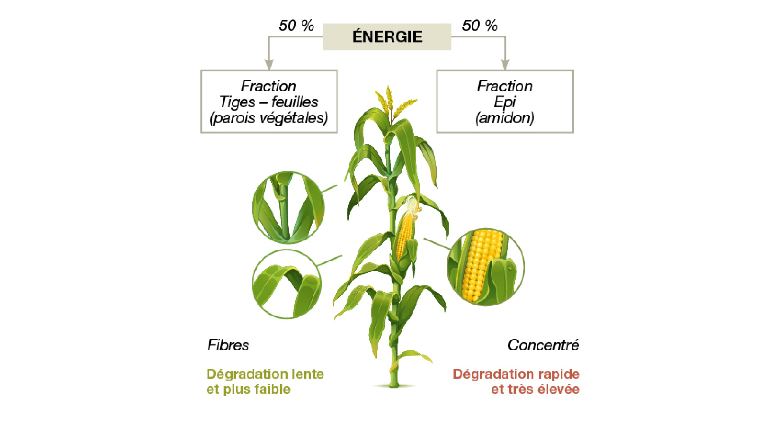 La plante maïs apporte des fibres et de l'énergie (amidon)