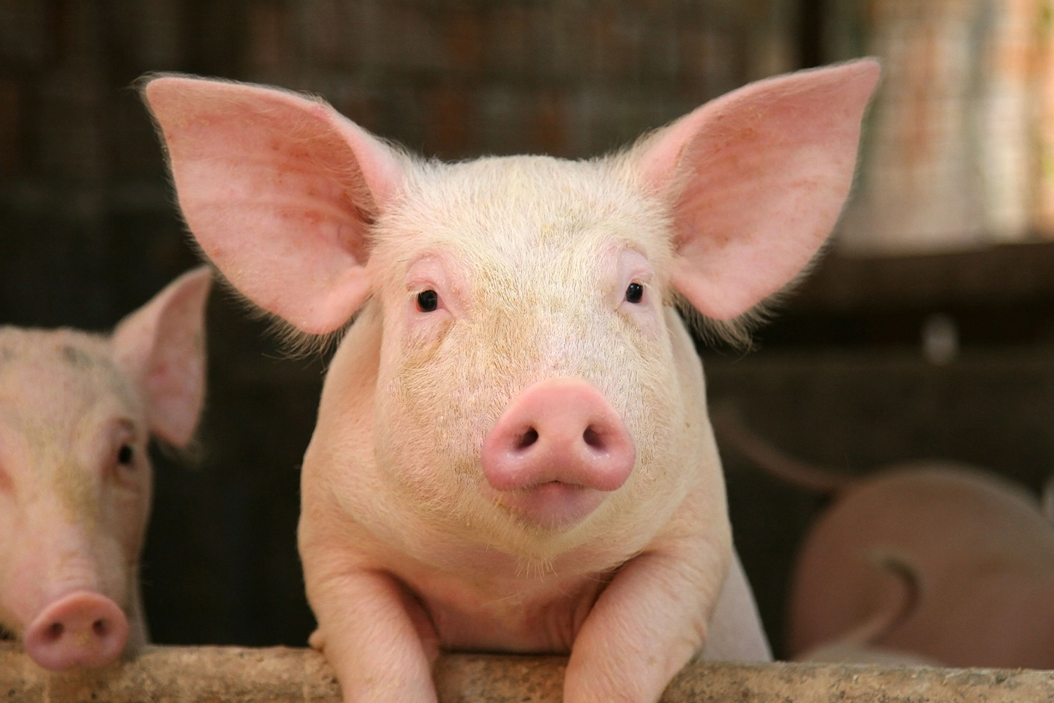 L’utilisation de MGH s’est d’abord faite dans les élevages porcins